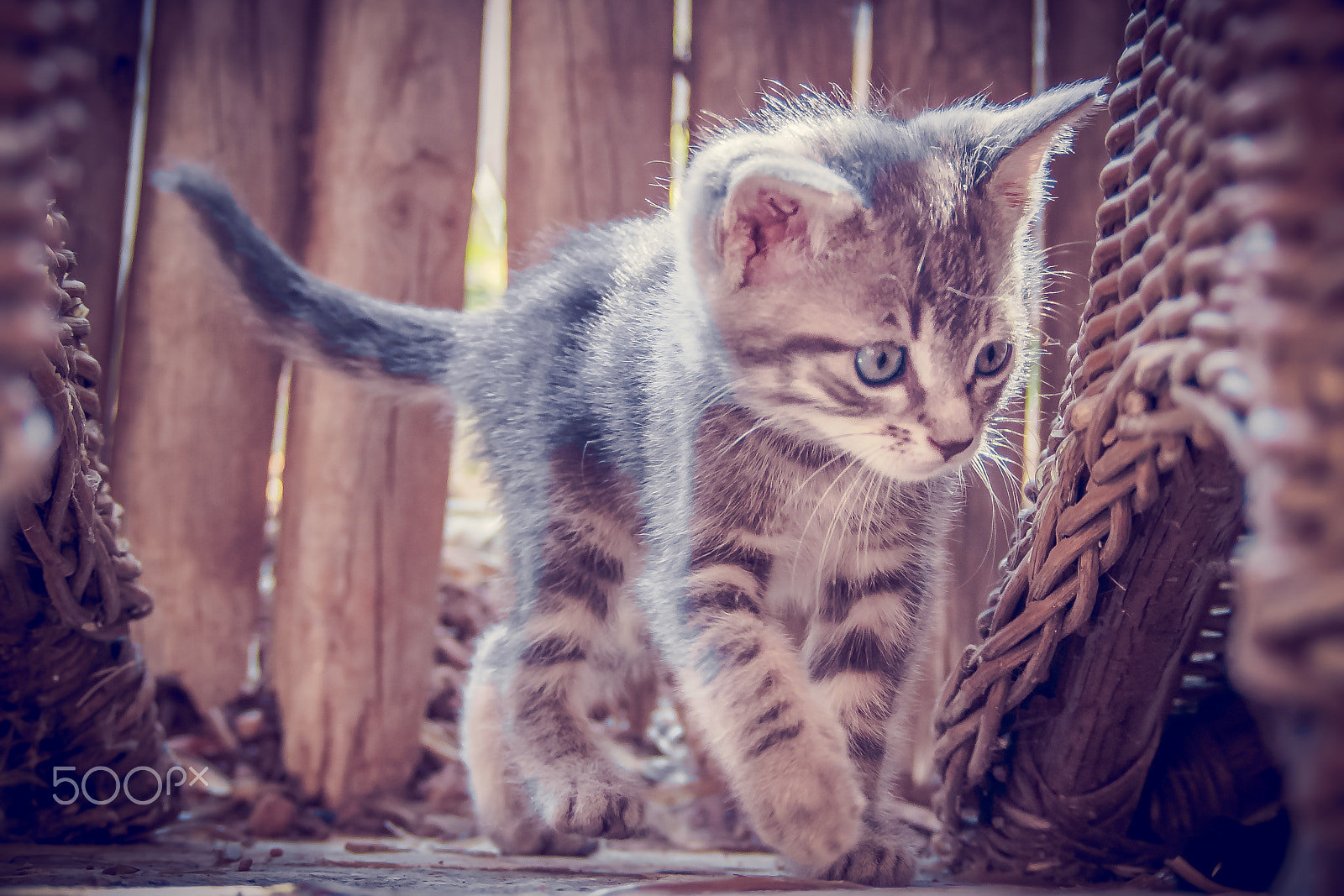Olympus PEN E-PL6 sample photo. Cute kitty photography