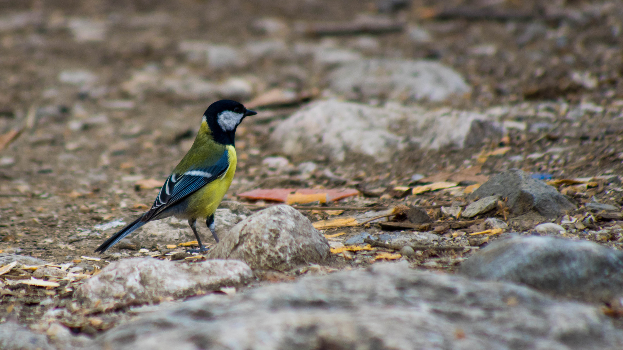 Pentax K-3 + smc PENTAX-FA 80-320mm F4.5-5.6 sample photo. Büyük baştankara - great tit photography