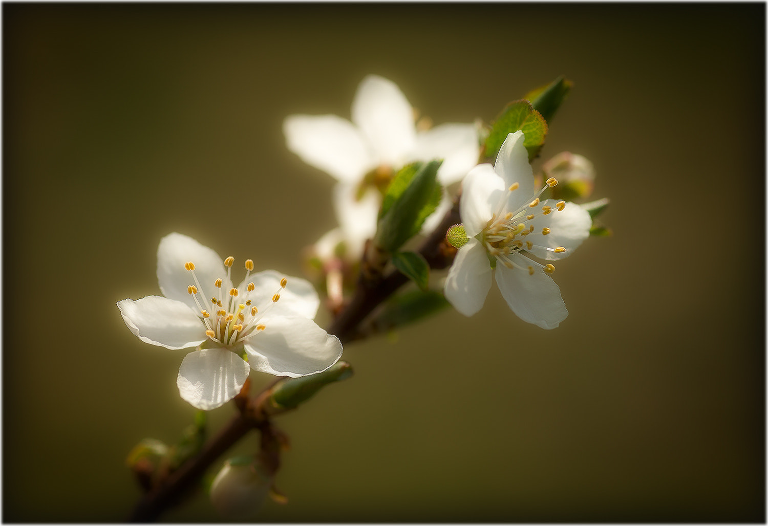 Canon EOS 6D + Tamron SP AF 90mm F2.8 Di Macro sample photo. The wonder of live photography