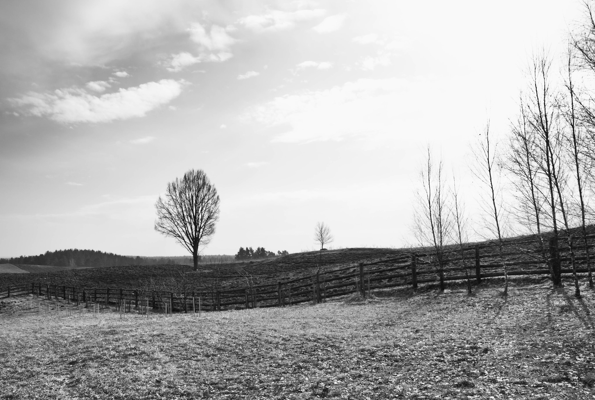 Canon EOS 700D (EOS Rebel T5i / EOS Kiss X7i) sample photo. Black and white spring in poland photography