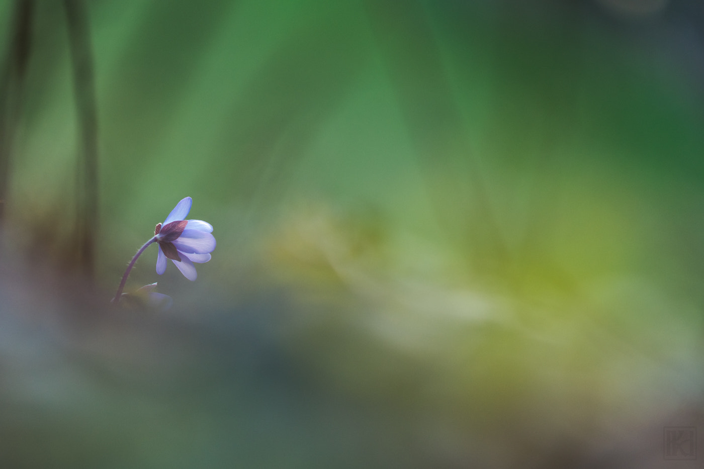 Sigma 105mm F2.8 EX DG OS HSM sample photo. Leberblümchen - anemone hepatica photography