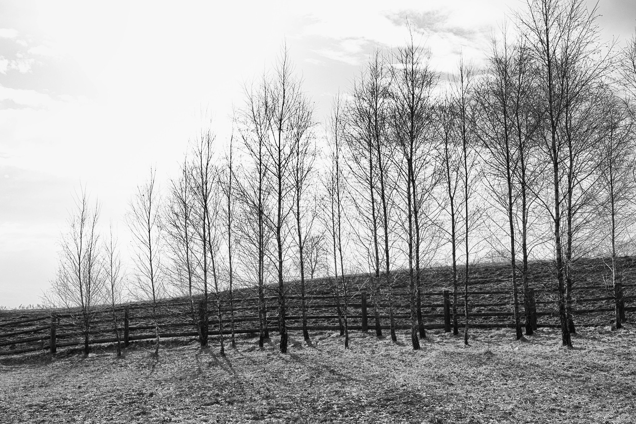Canon EOS 700D (EOS Rebel T5i / EOS Kiss X7i) sample photo. Black and white spring in poland photography