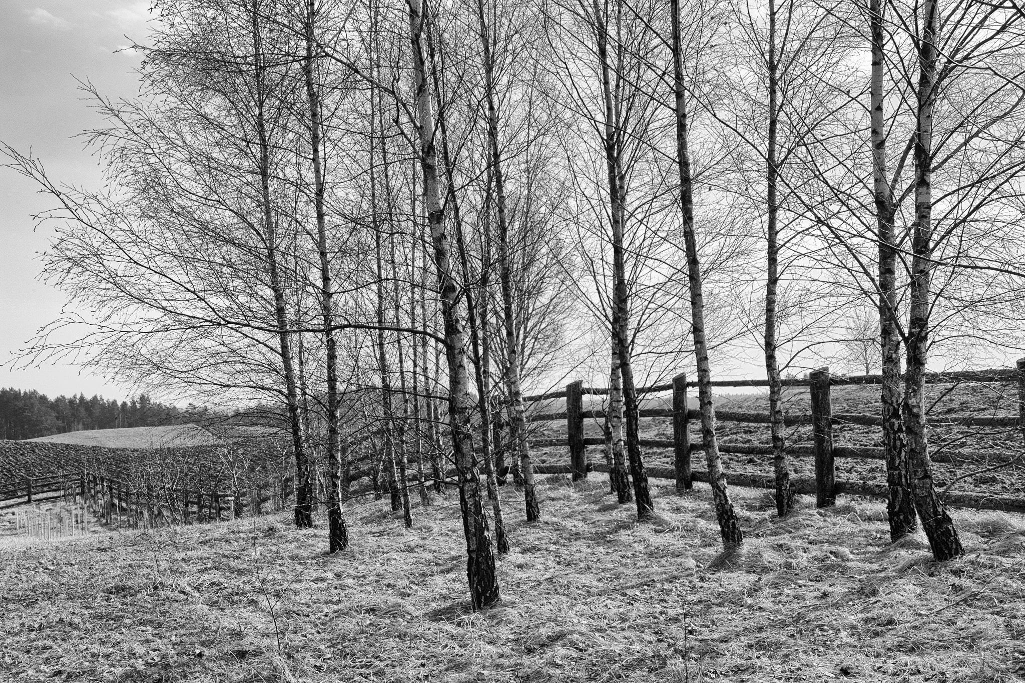 Canon EOS 700D (EOS Rebel T5i / EOS Kiss X7i) + Canon TS-E 90mm F2.8 Tilt-Shift sample photo. Black and white spring in poland photography