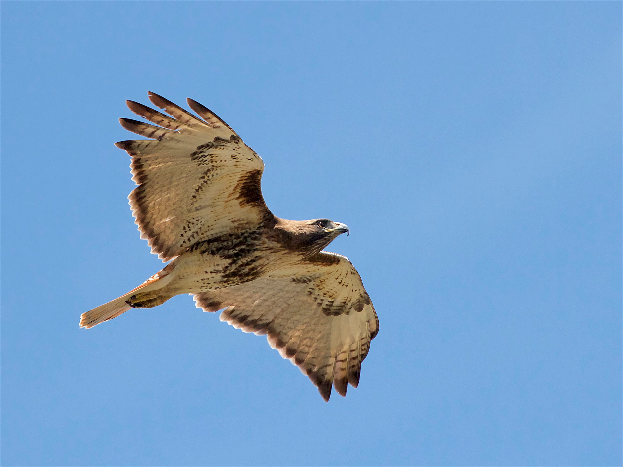 Canon EOS 7D + Canon EF 70-300mm F4-5.6L IS USM sample photo. Red tail hawk - in flight photography