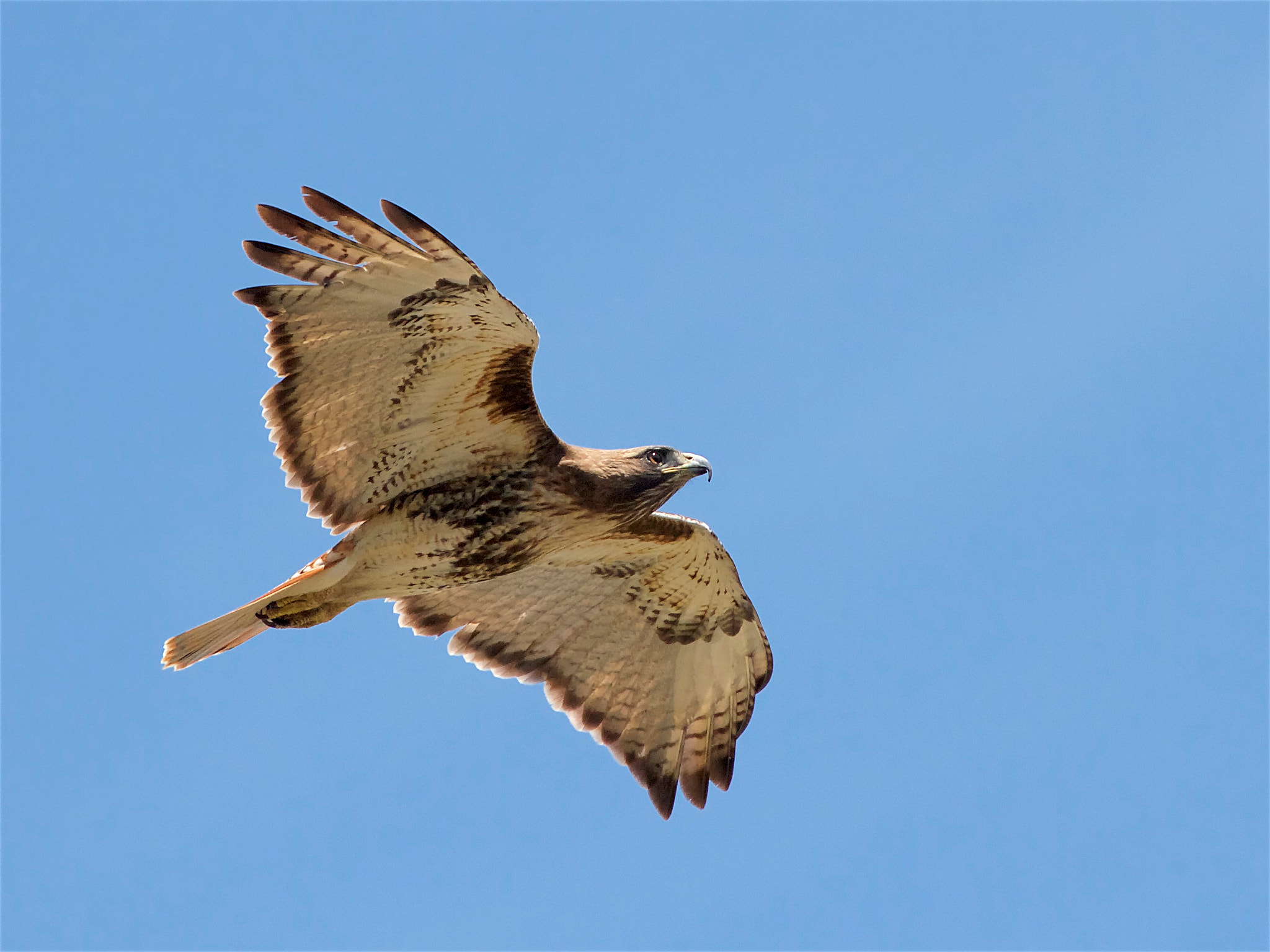 Canon EF 70-300mm F4-5.6L IS USM sample photo. Red tail hawk - in flight photography