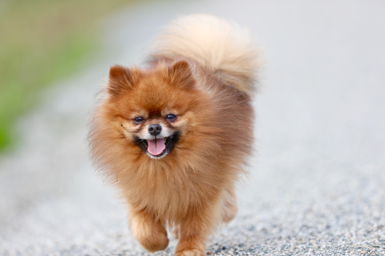 Canon EF 300mm F2.8L IS II USM sample photo