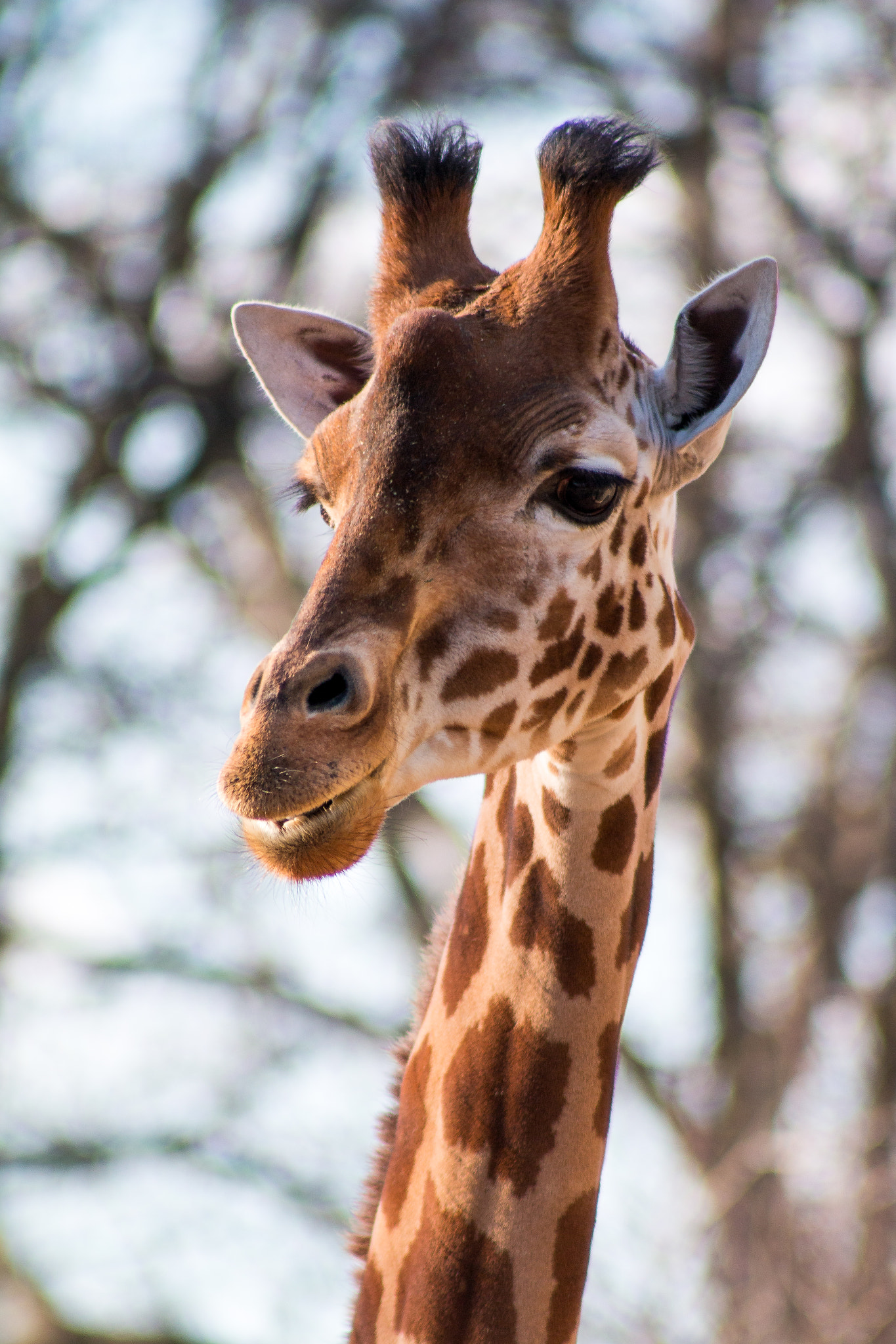 Canon EOS 70D + EF75-300mm f/4-5.6 sample photo. Giraffe 2 photography