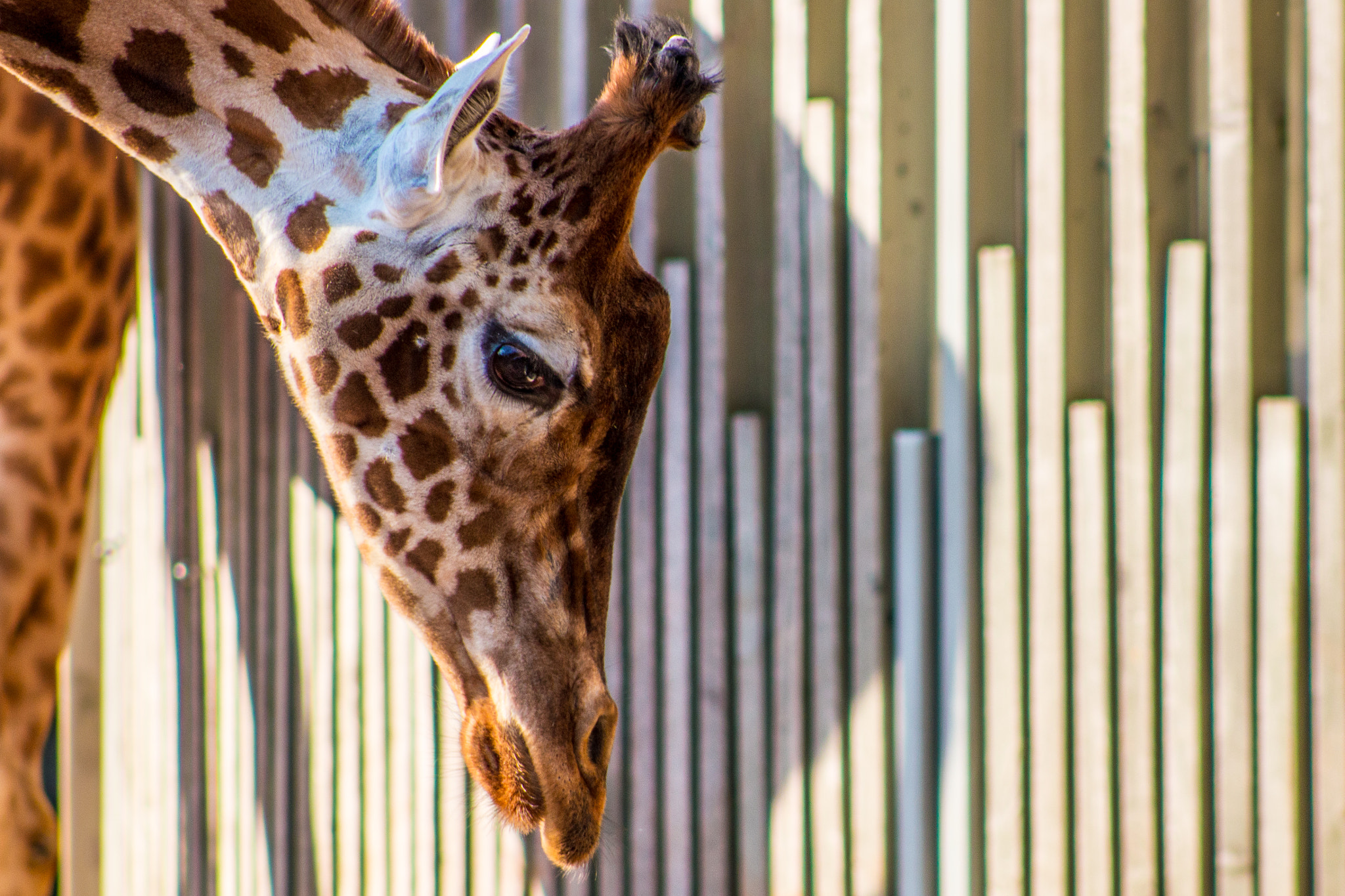 Canon EOS 70D + EF75-300mm f/4-5.6 sample photo. Giraffe photography