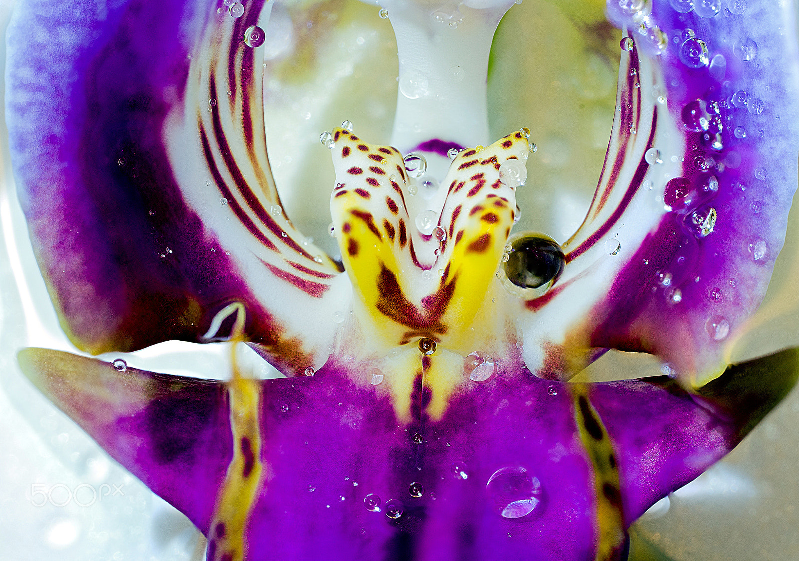 Sony a7 sample photo. Orchid dream photography
