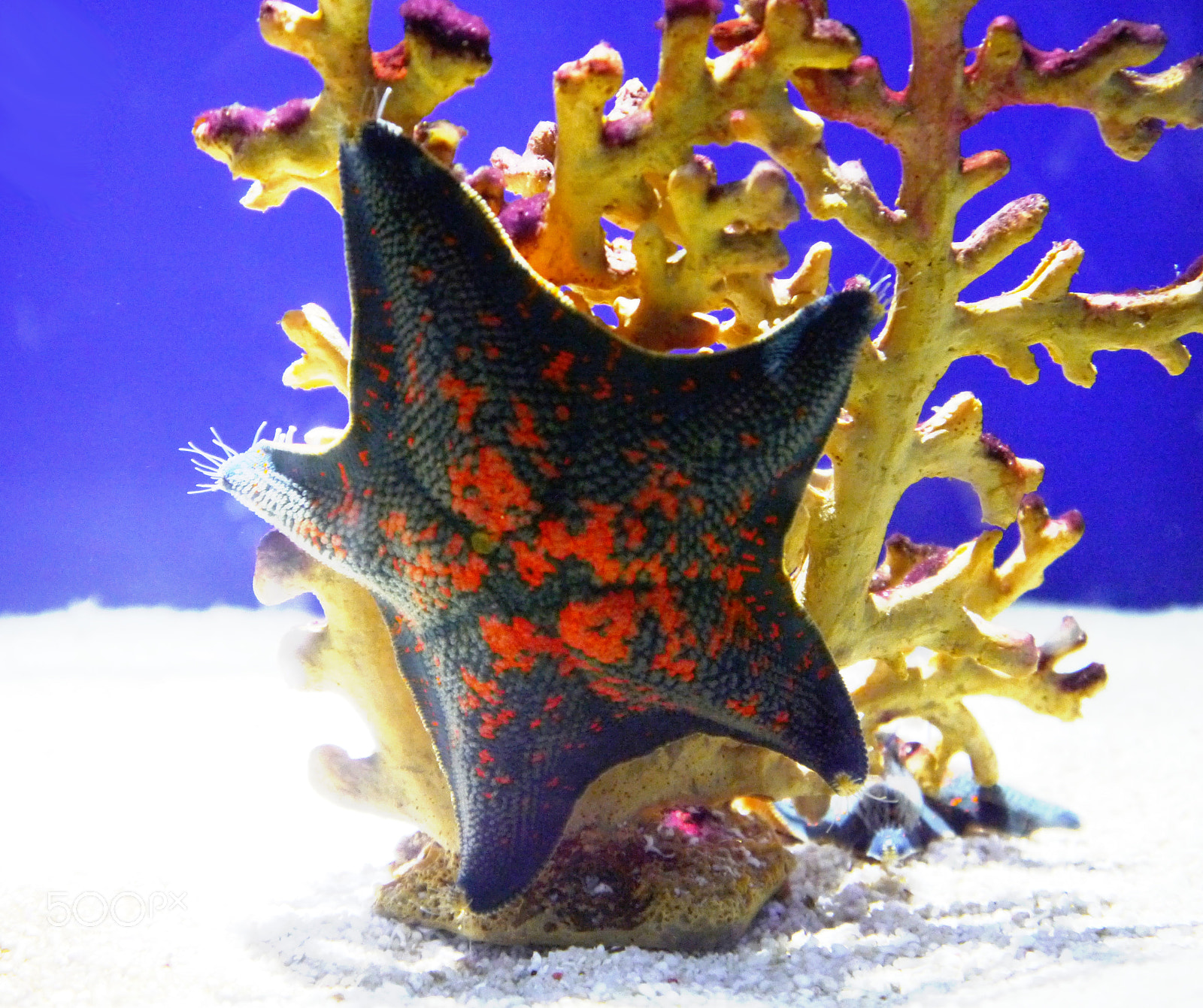 Panasonic Lumix DMC-G5 sample photo. Starfish photography
