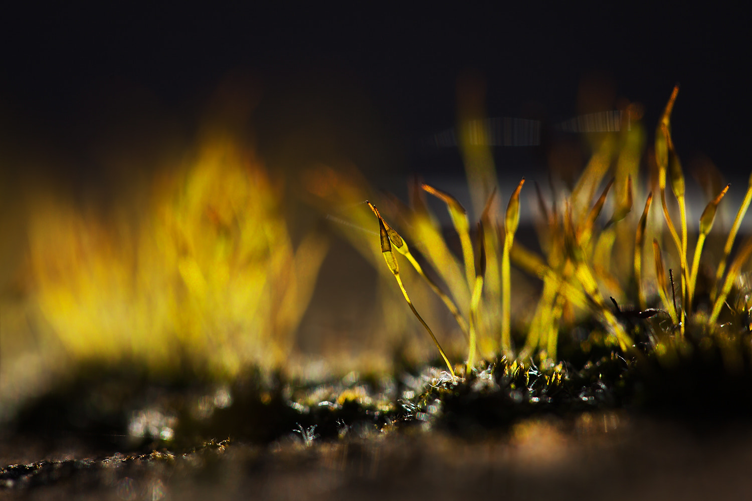 Canon EF 100mm F2.8 Macro USM sample photo. Feel the light photography