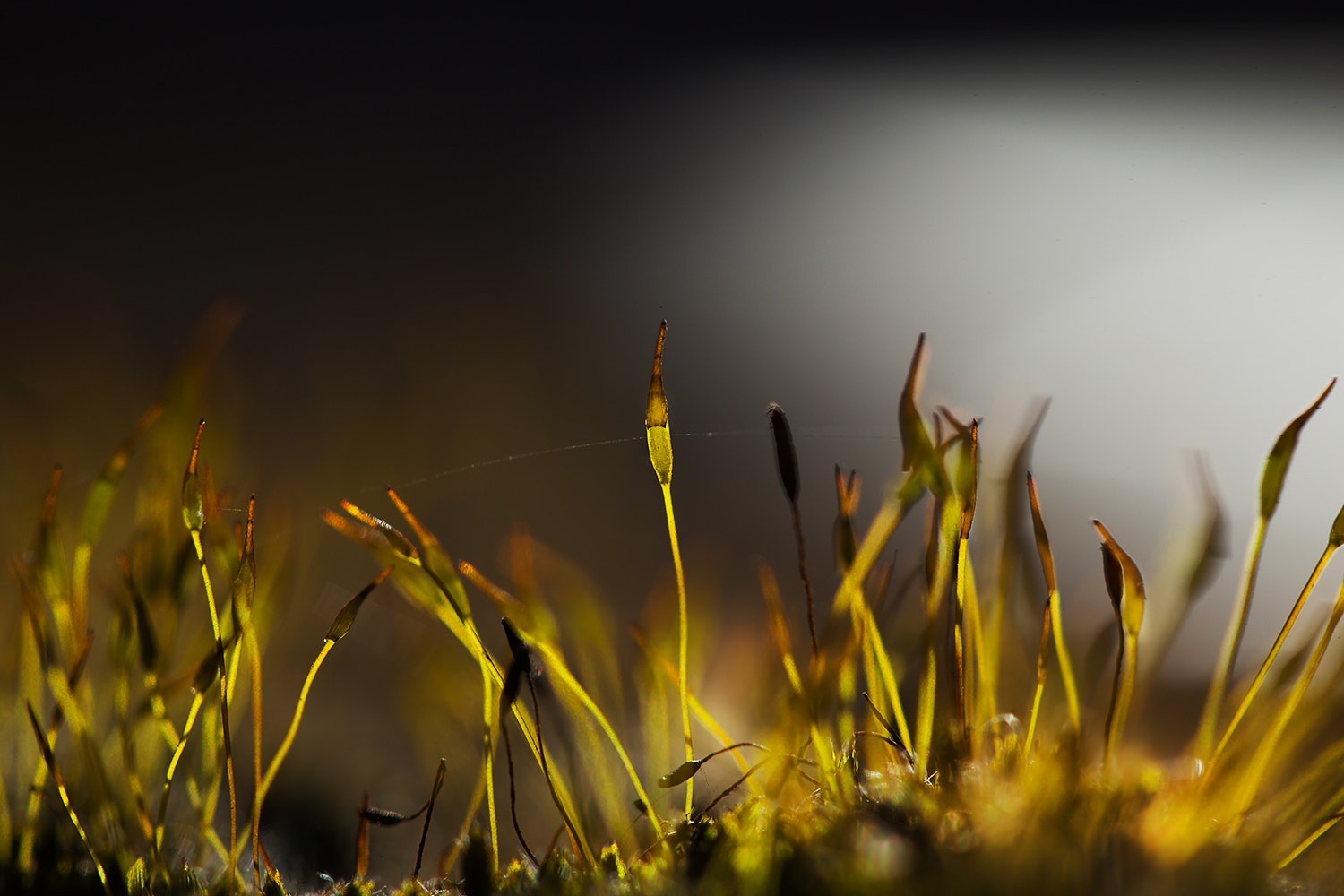 Canon EF 100mm F2.8 Macro USM sample photo. Feel the light photography