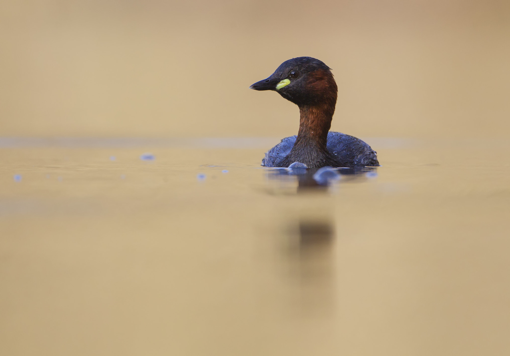 Canon EF 500mm F4L IS USM sample photo. Little grebe photography