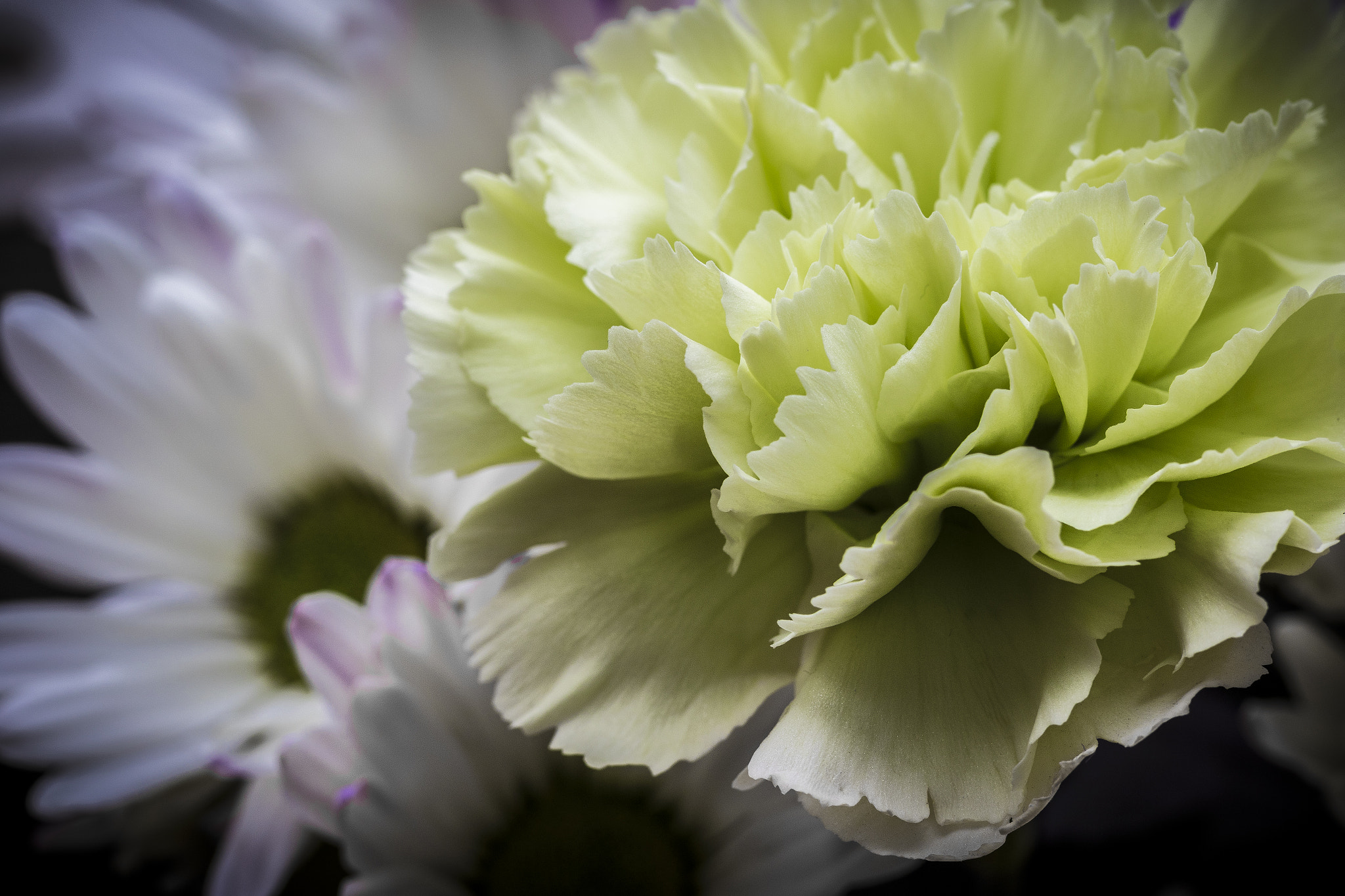 Canon EF 100mm F2.8L Macro IS USM sample photo. Wildflowers photography