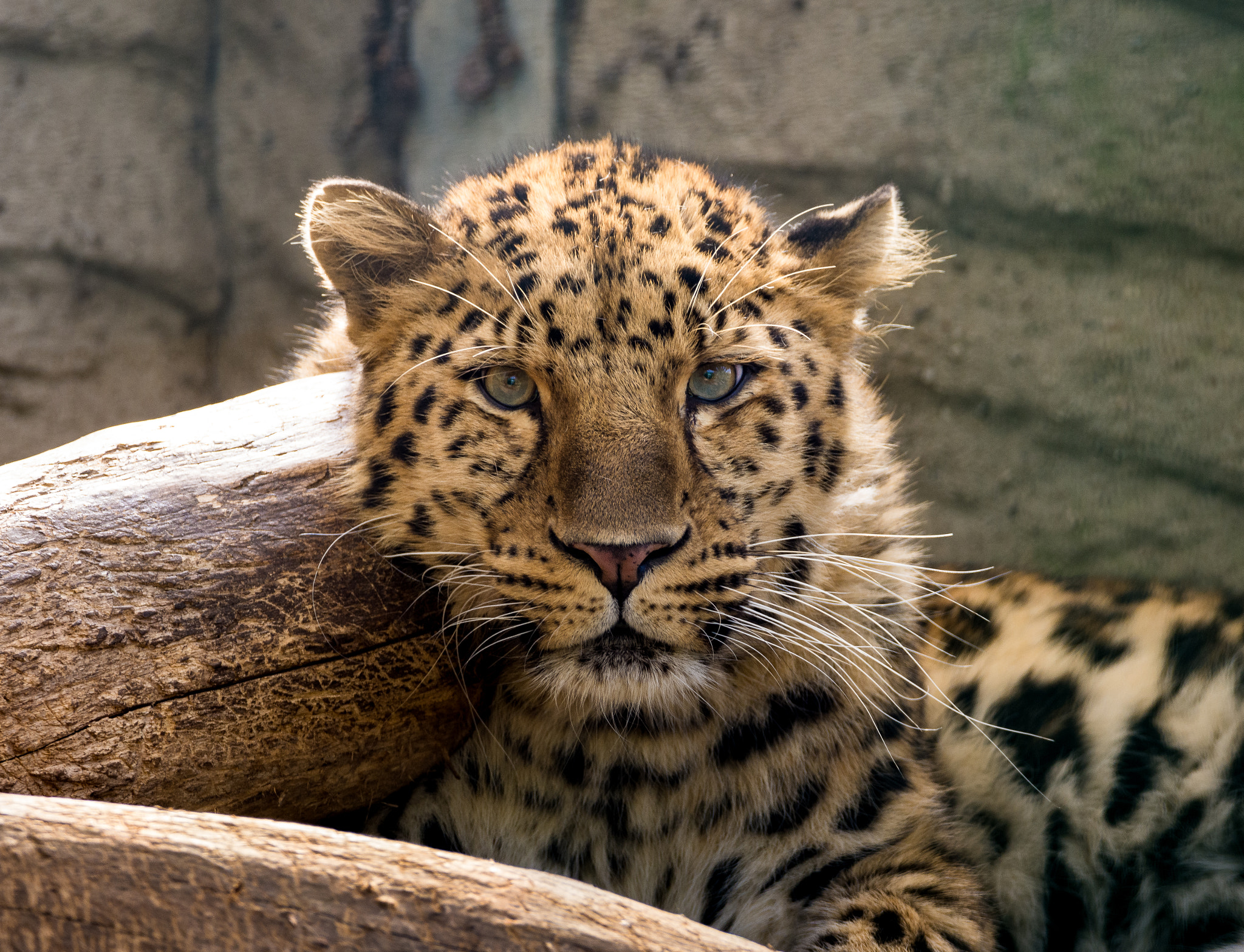 Nikon D7200 sample photo. Leopard photography