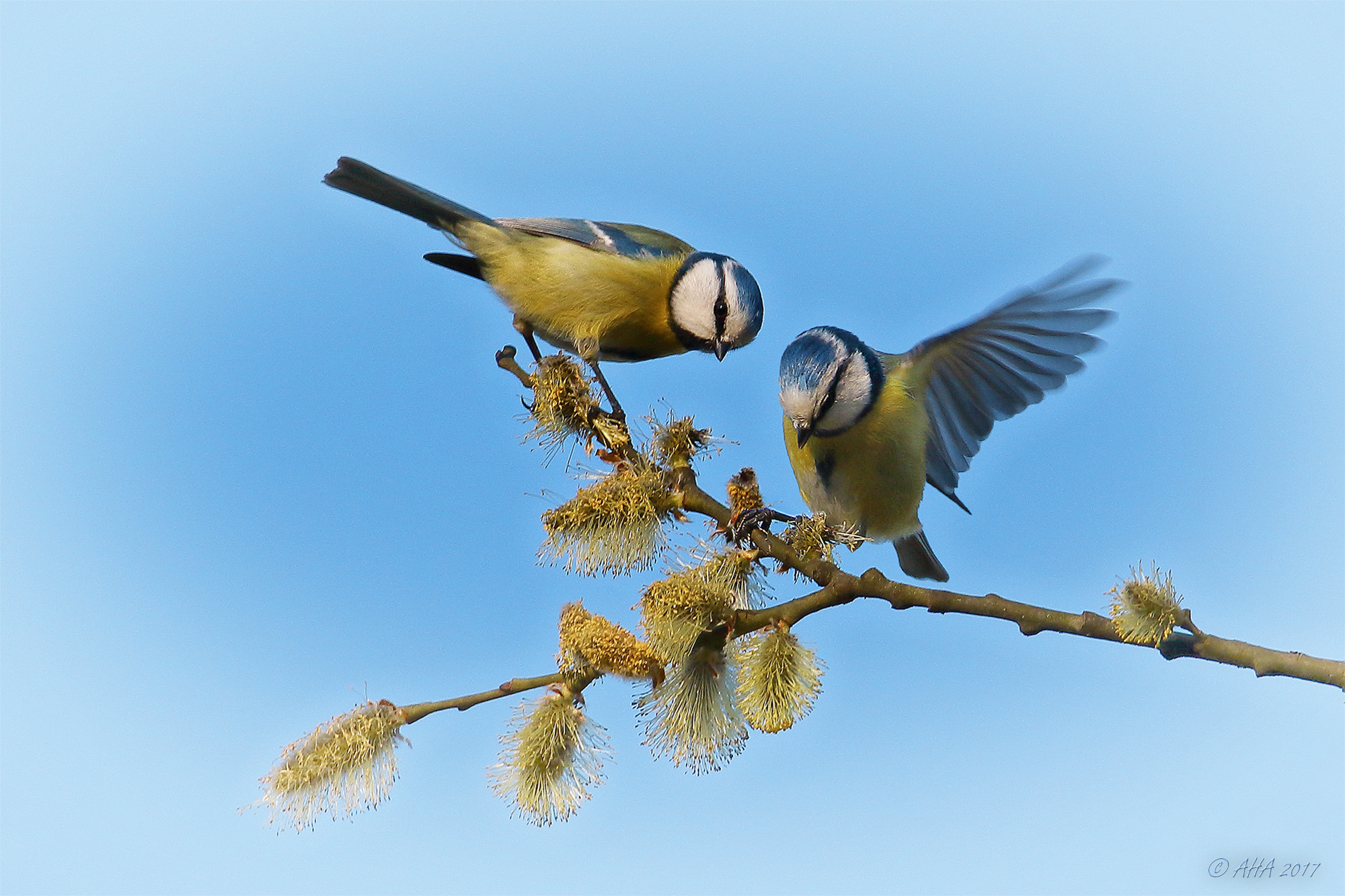 150-600mm F5-6.3 DG OS HSM | Sports 014 sample photo. Blue tits & catkins photography