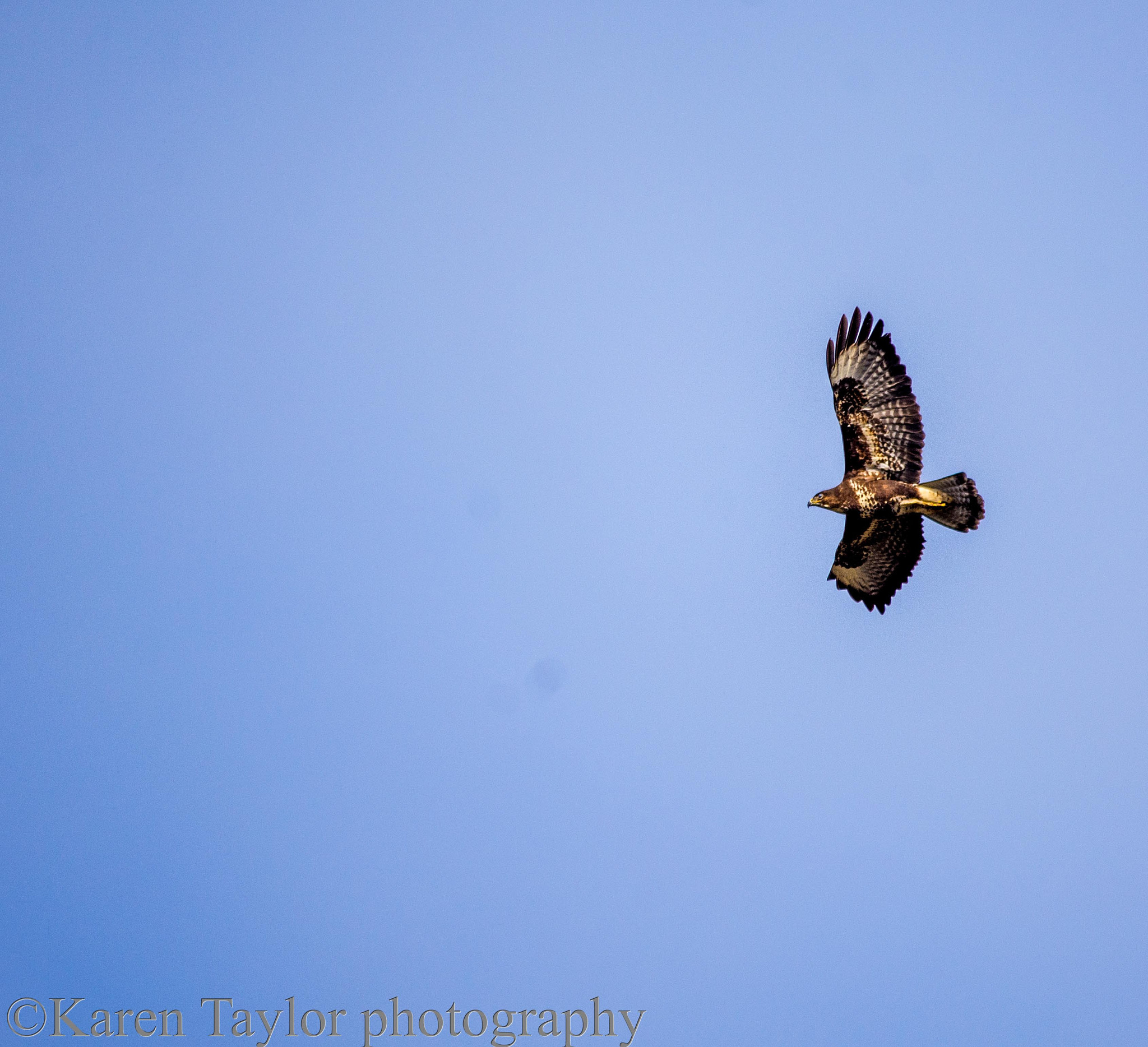 Nikon D7200 + Sigma 150-500mm F5-6.3 DG OS HSM sample photo. Soaring photography