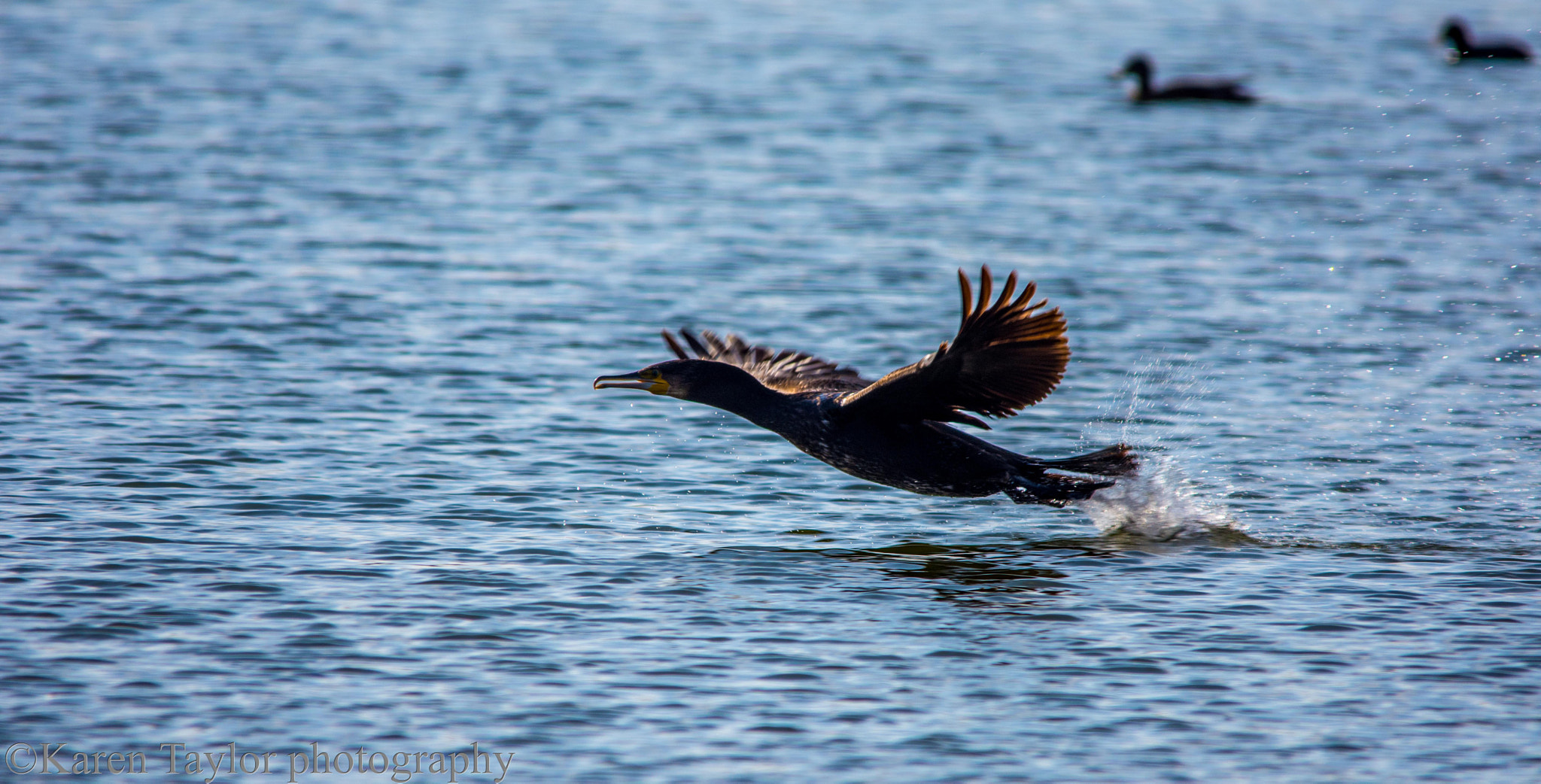 Nikon D7200 + Sigma 150-500mm F5-6.3 DG OS HSM sample photo. Taking off photography