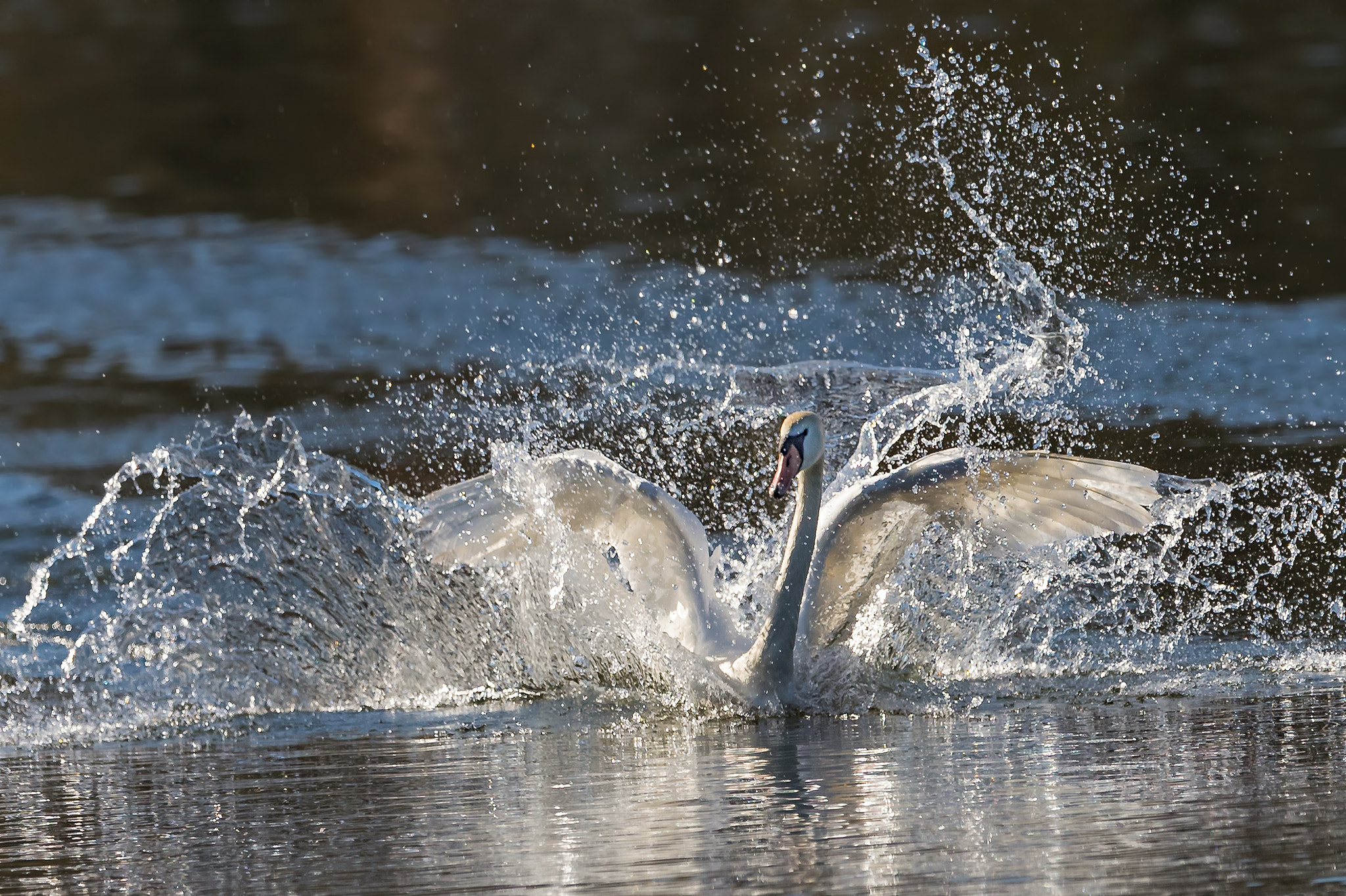 Canon EF 400mm F2.8L IS II USM sample photo. Splash.... photography