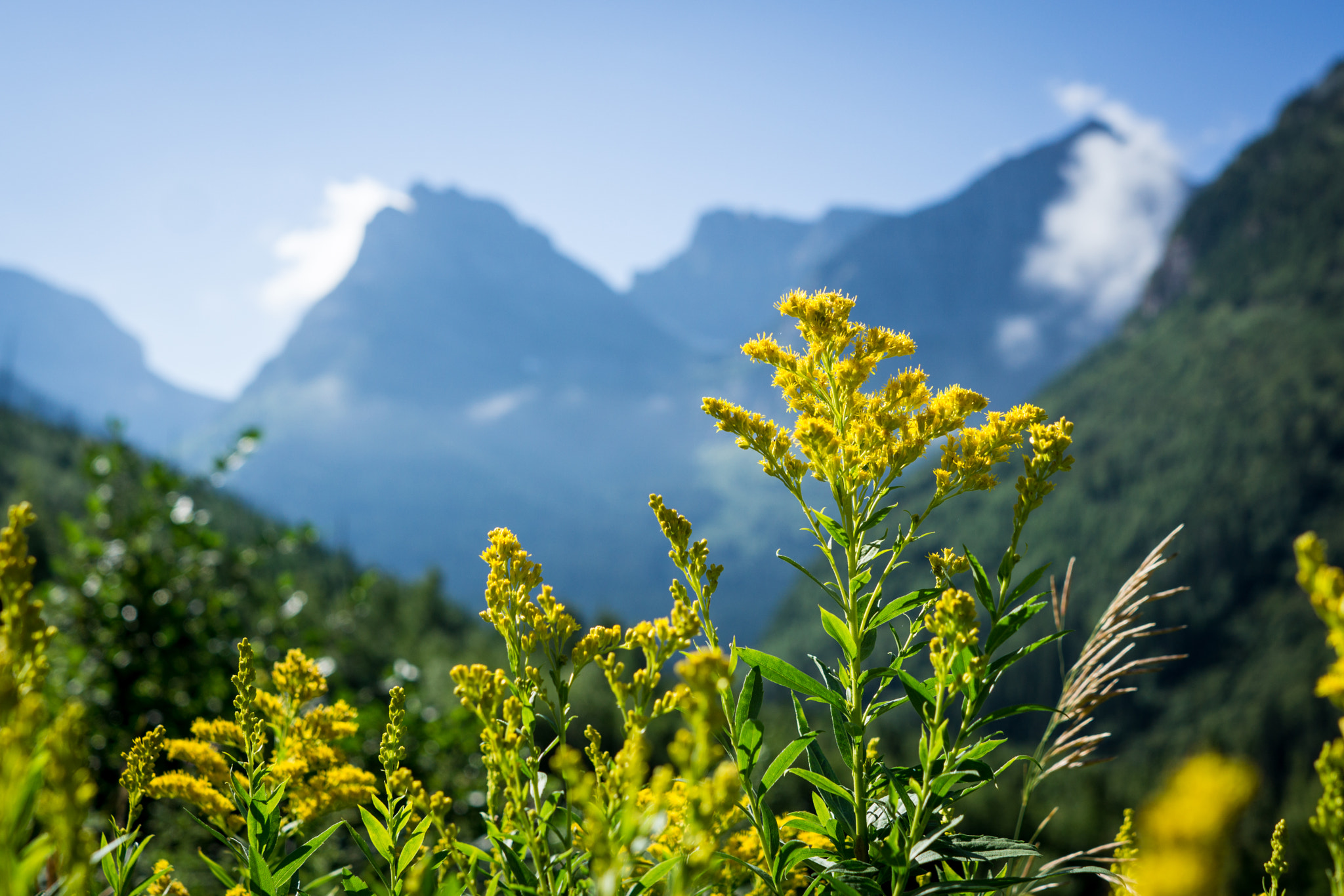 Sony FE 28mm F2 sample photo. Mountain flowers photography