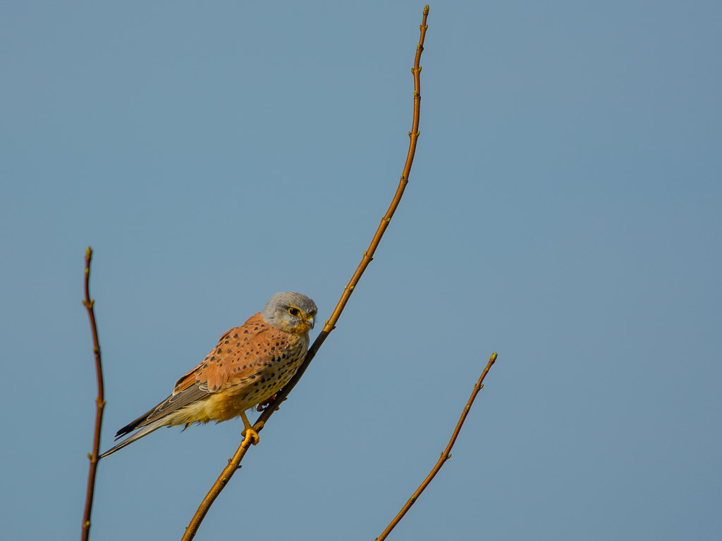 Nikon D7100 sample photo. Male kestrel photography