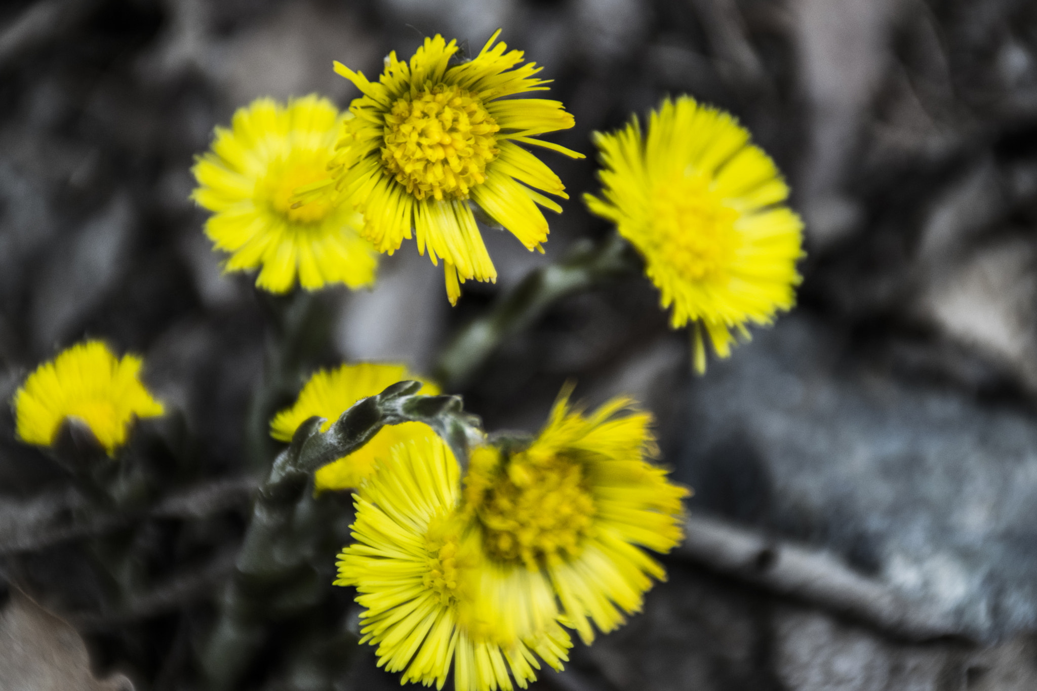 Nikon D3300 sample photo. Yellow wild flowers photography