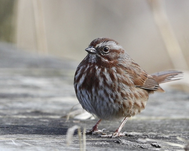 Canon EF 300mm F2.8L IS II USM sample photo