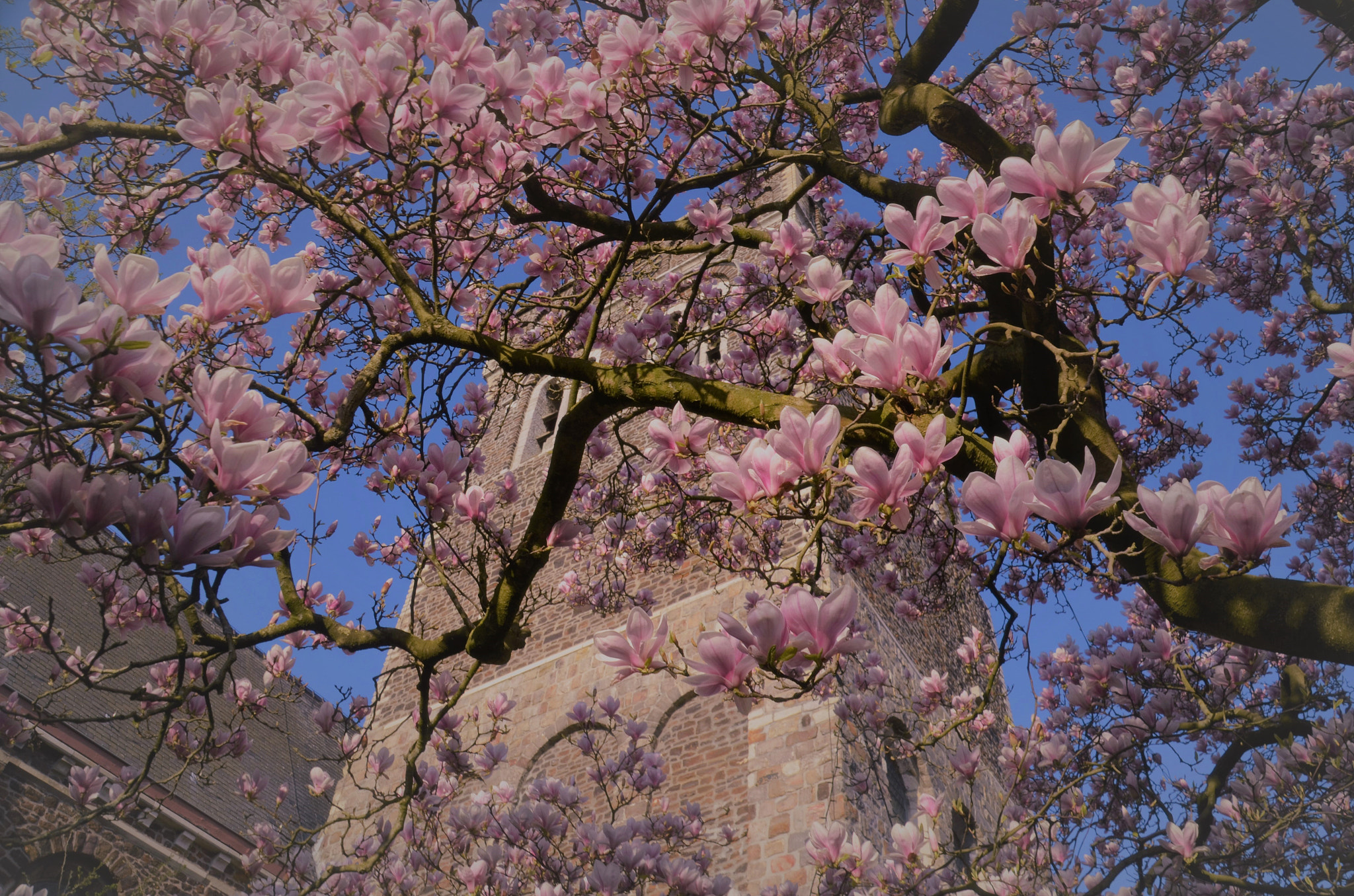 Nikon D7000 sample photo. Hello spring ! photography