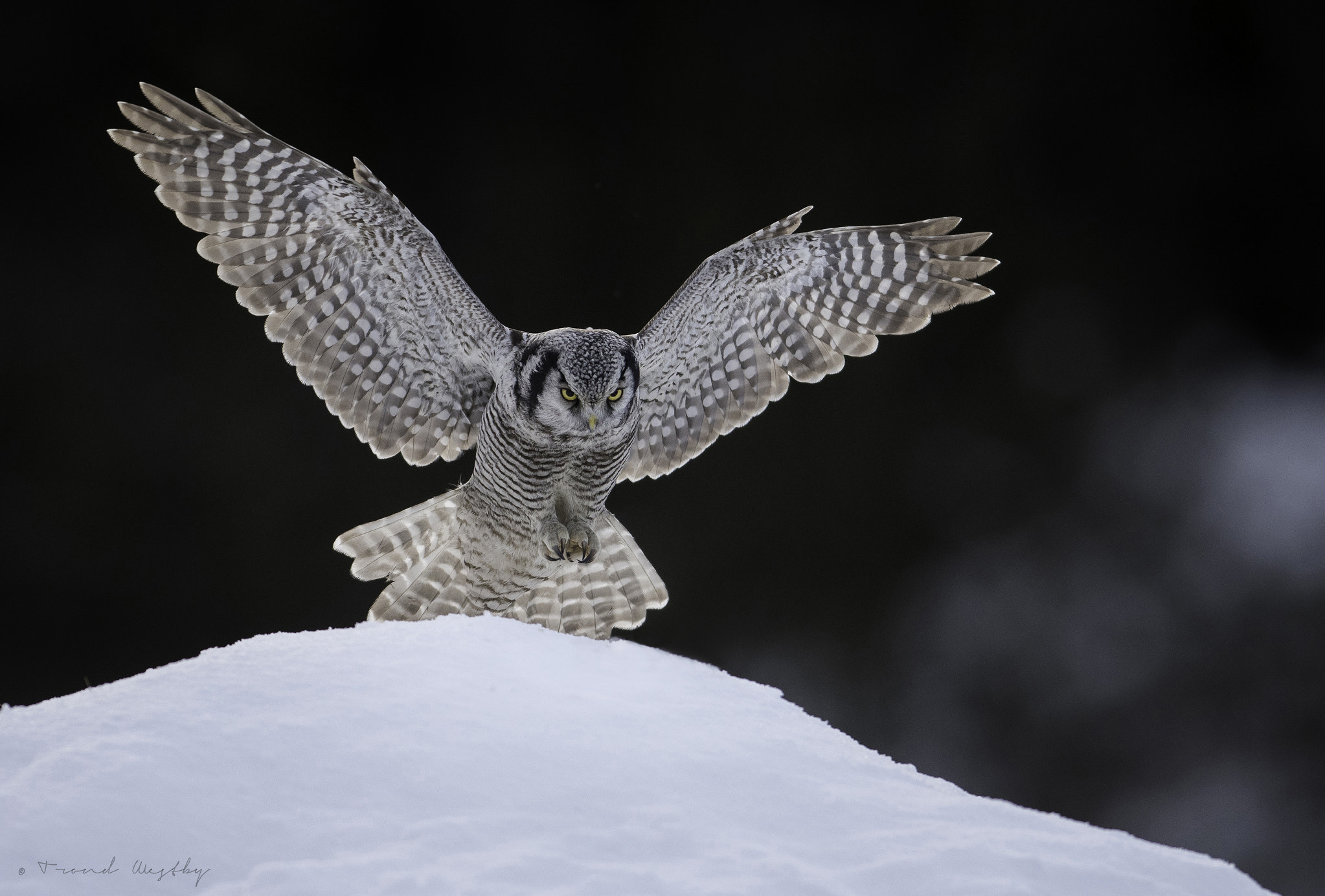 Nikon AF-S Nikkor 300mm F2.8G ED VR II sample photo. Hawk owl photography