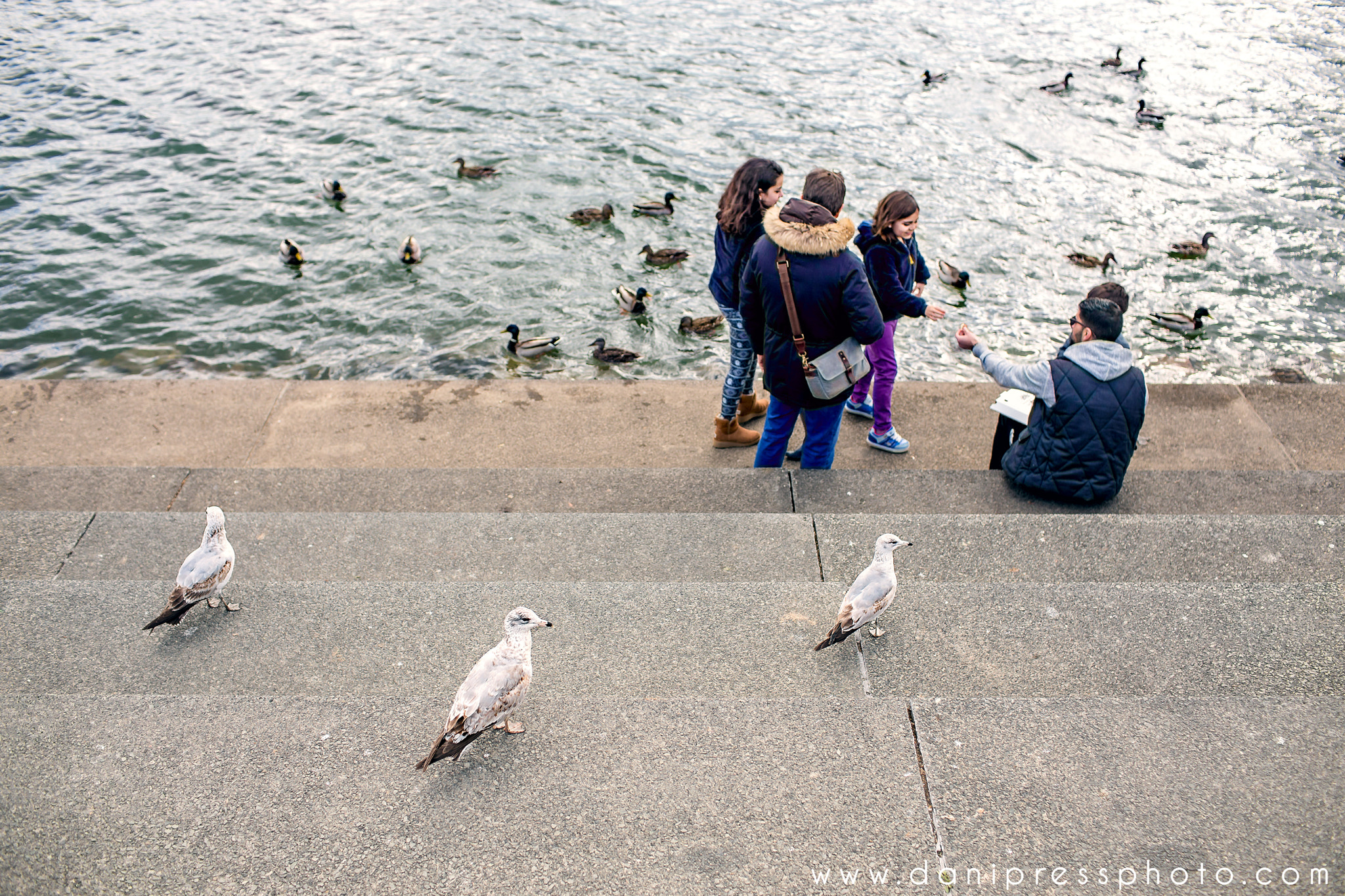 Canon EF 35mm F1.4L USM sample photo. Gulls watch photography