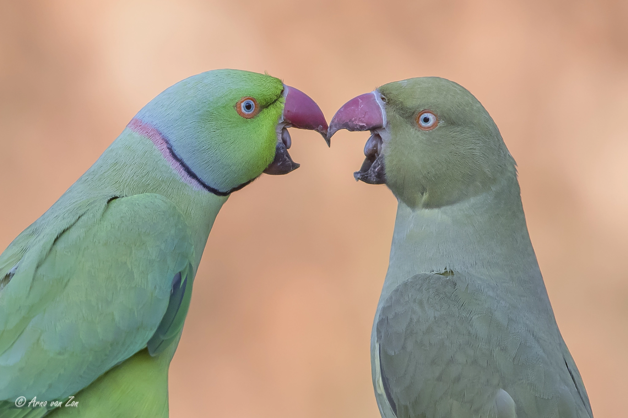 Canon EOS-1D X Mark II sample photo. Beak-fencing.... photography