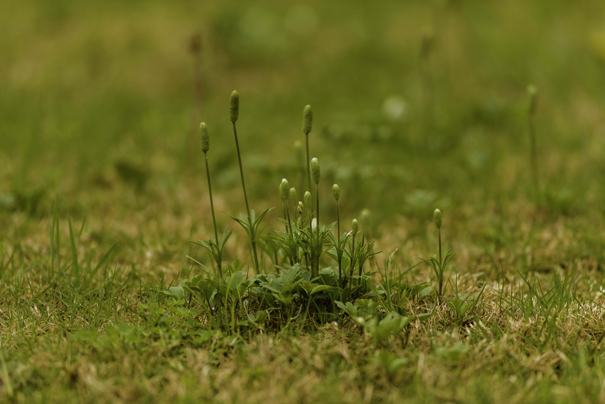 Nikkor 500mm f/4 P ED IF sample photo. Spring is here....so are the weeds photography