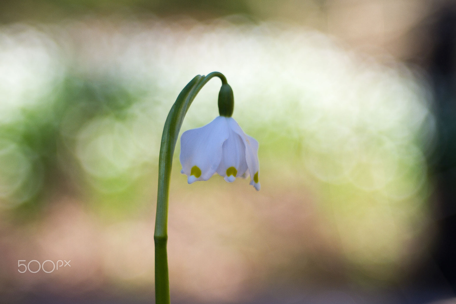 Canon EF 35-80mm f/4-5.6 sample photo. Bledule photography