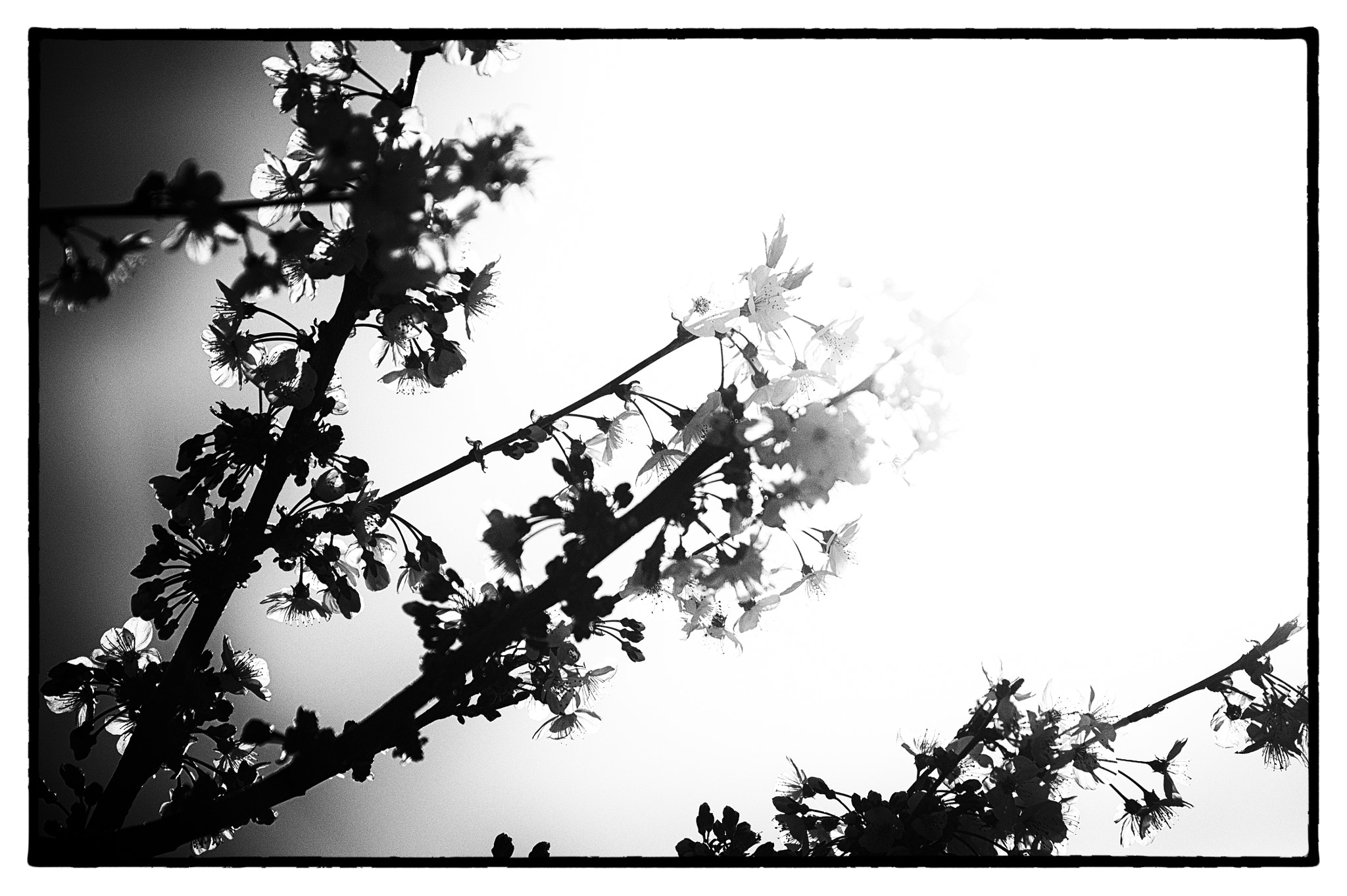 Pentax K-3 sample photo. Prunus "contrastus":-) photography
