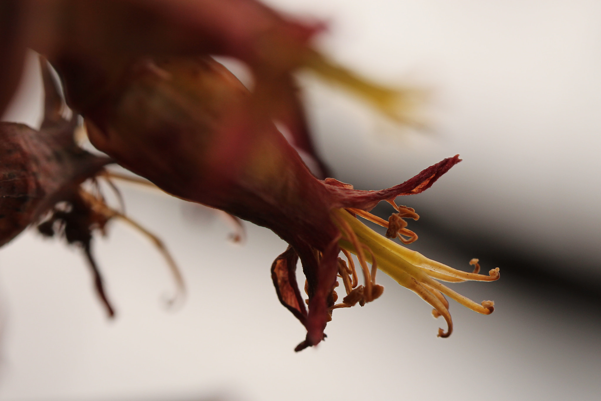 Canon EF 100mm F2.8L Macro IS USM sample photo. Blossom 5 photography