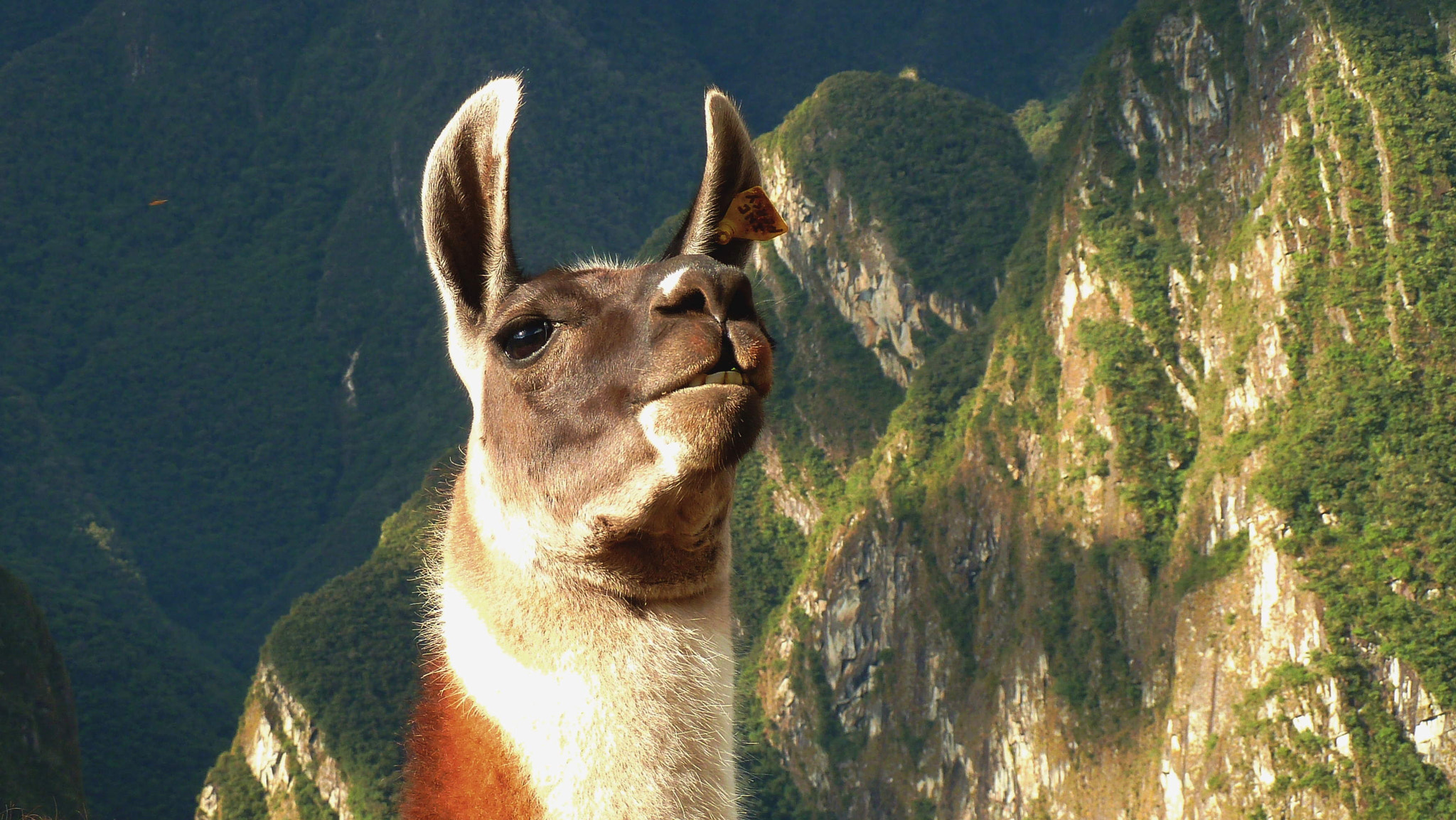 Panasonic Lumix DMC-ZS5 (Lumix DMC-TZ8) sample photo. Current owner of the machu picchu photography