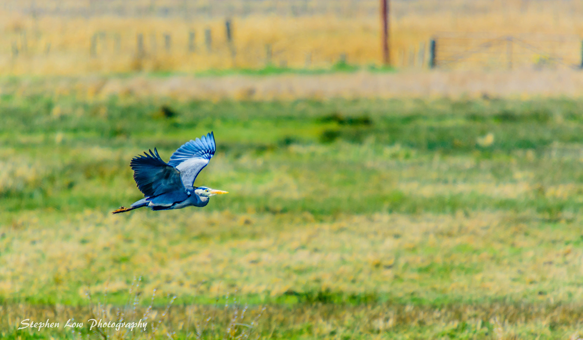 Nikon D7100 sample photo. Heron photography