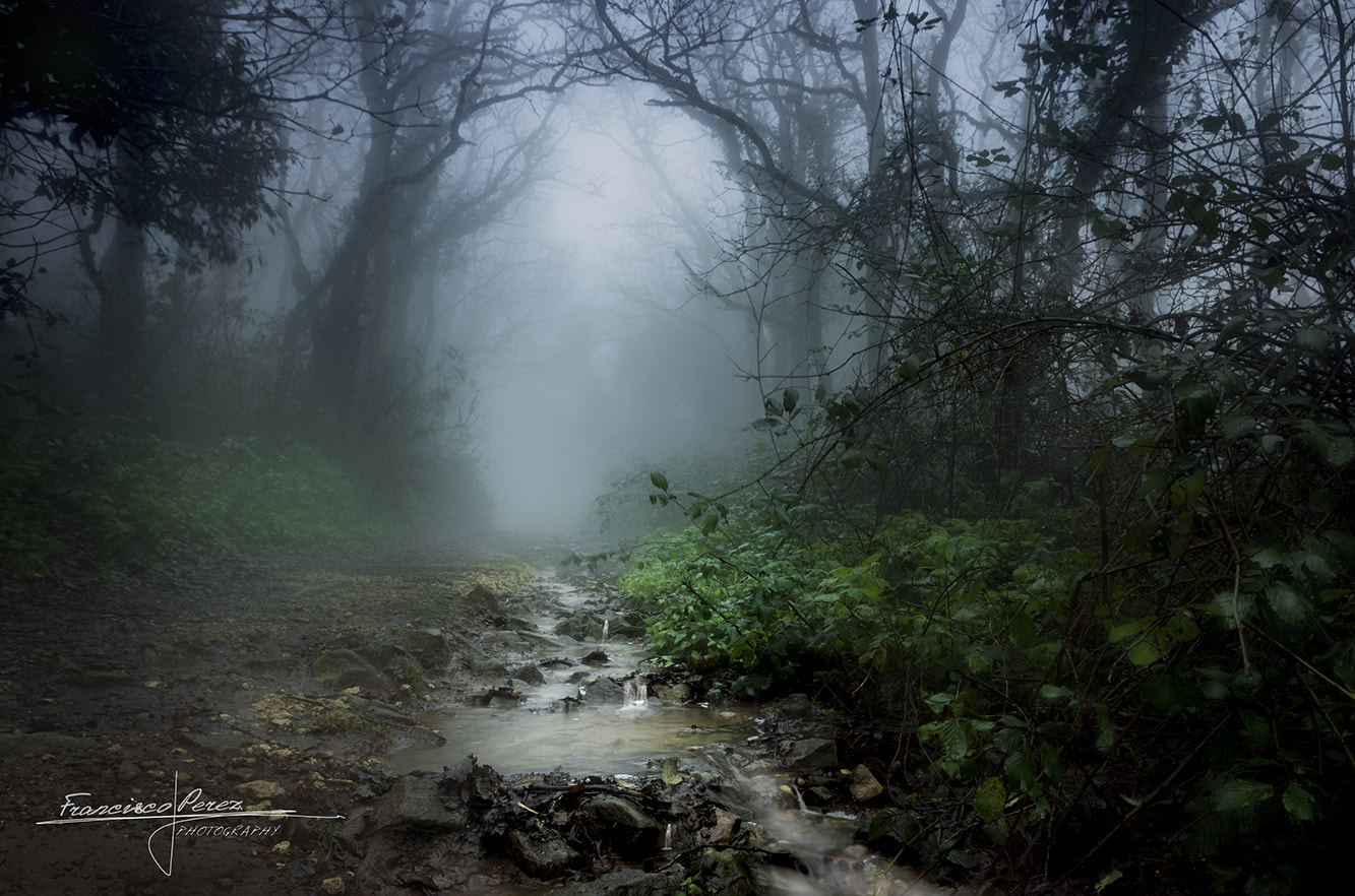 Pentax K-5 + Pentax smc DA 14mm F2.8 ED (IF) sample photo. The forest of fog photography