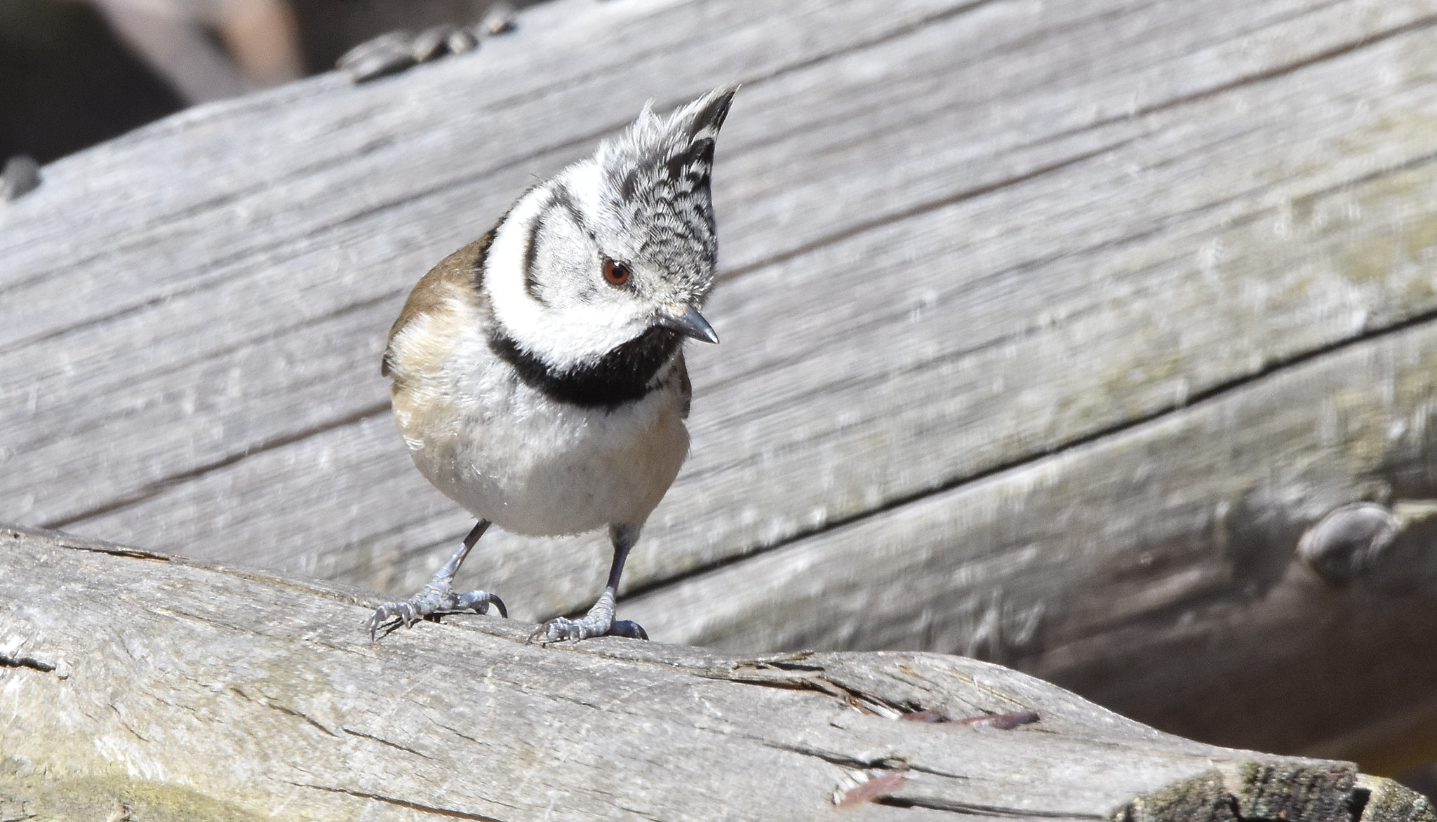 Nikon D7200 + Sigma 150-600mm F5-6.3 DG OS HSM | C sample photo. Crested tit (parus cristatus) photography