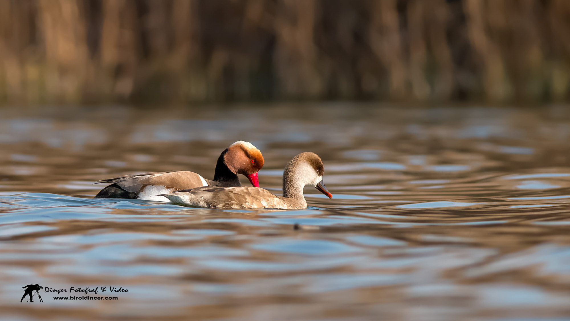 Canon EOS 70D + Canon EF 400mm F5.6L USM sample photo. Macar ördeği ailesi photography