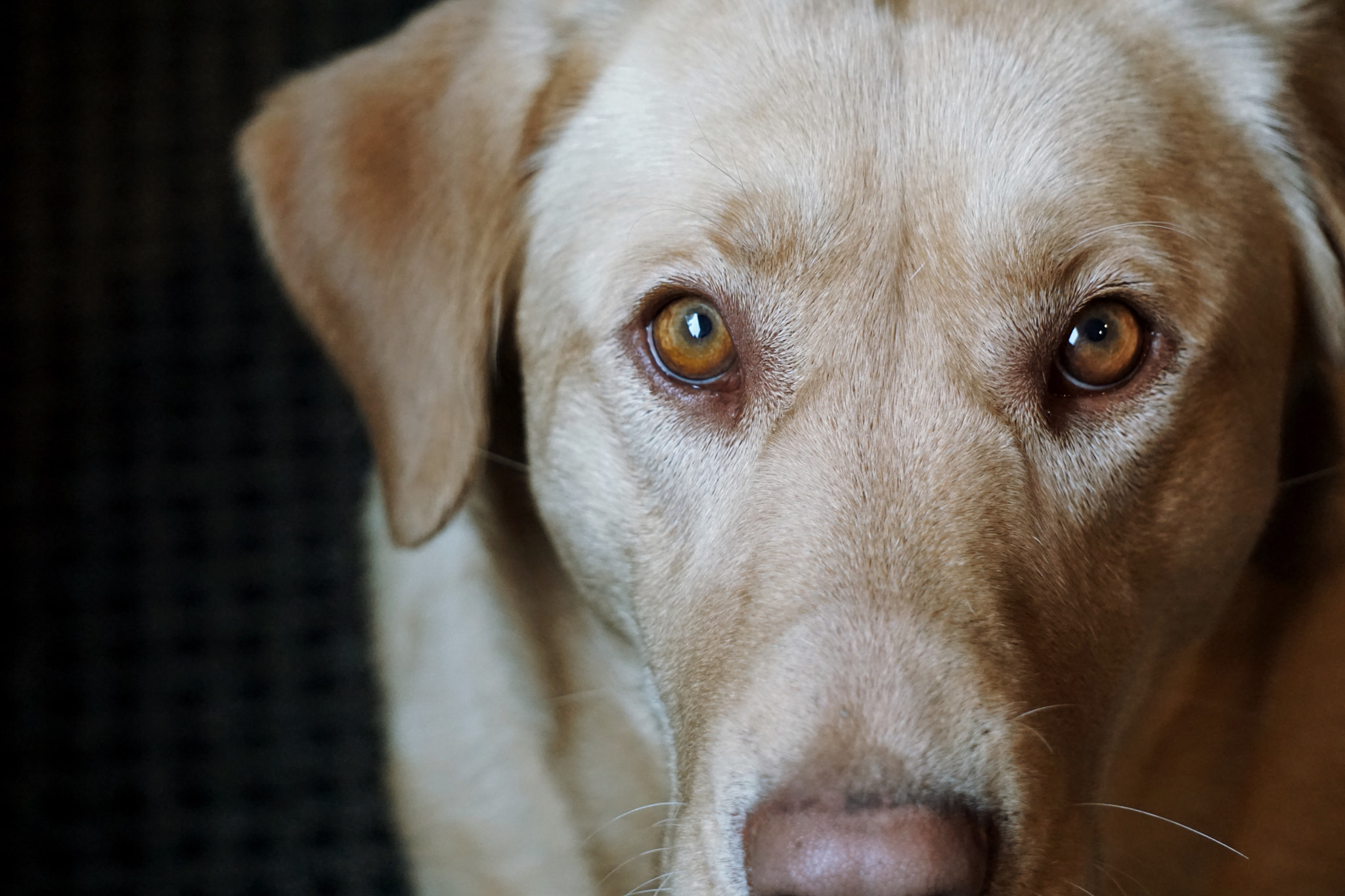 Sony E 55-210mm F4.5-6.3 OSS sample photo. Dramatic dog photography