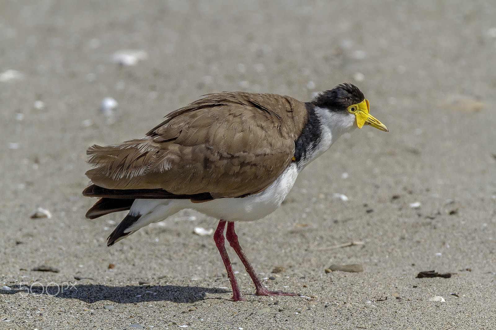 Canon EOS 7D sample photo. Spur winged plover photography