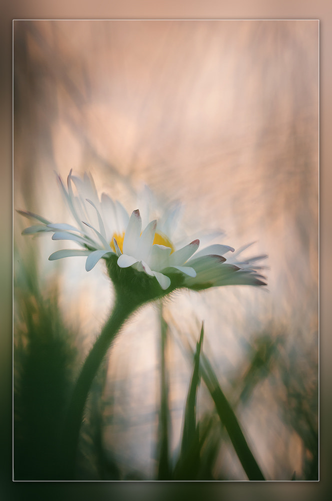 Sigma 150mm F2.8 EX DG OS Macro HSM sample photo. Daisy photography