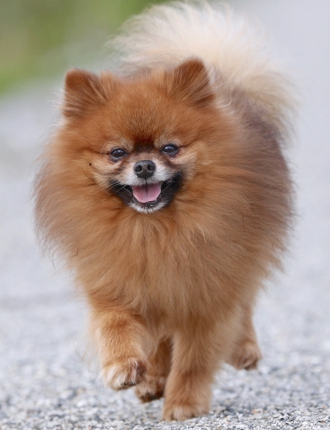 Canon EF 300mm F2.8L IS II USM sample photo