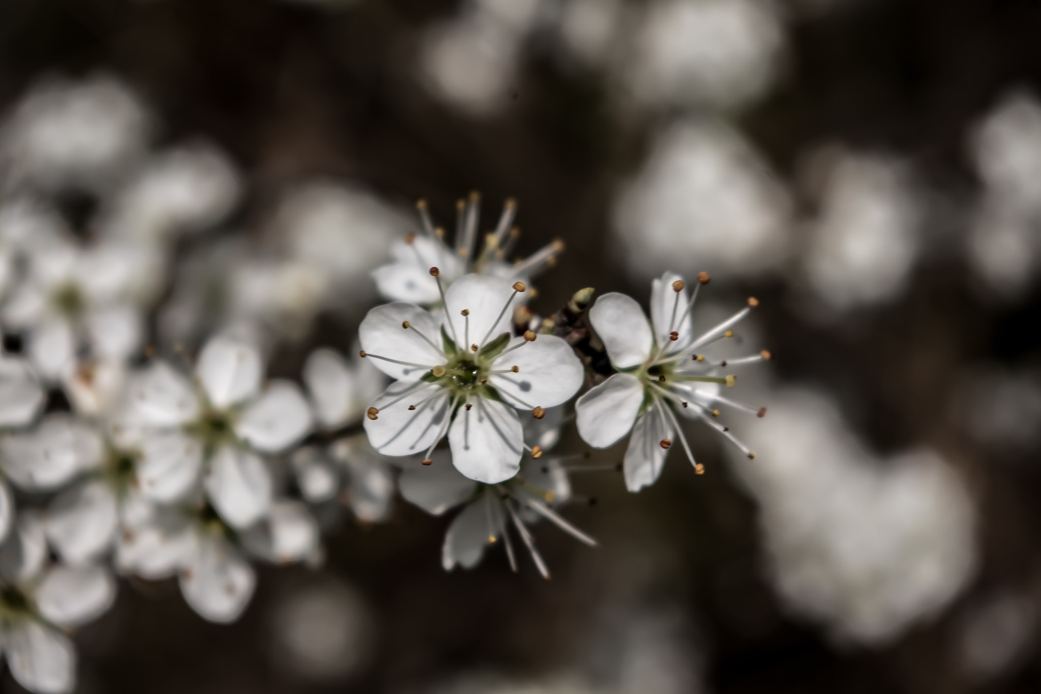 Pentax smc DA 18-55mm F3.5-5.6 AL sample photo. Fleur blanche photography