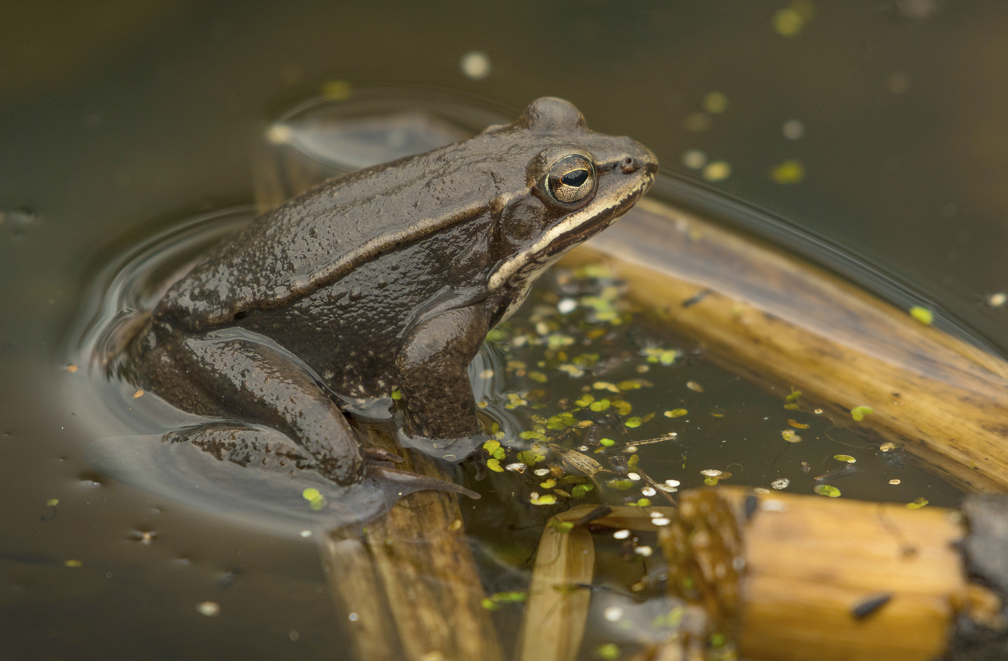 Nikon AF-S Nikkor 200-500mm F5.6E ED VR sample photo. Wood frog photography