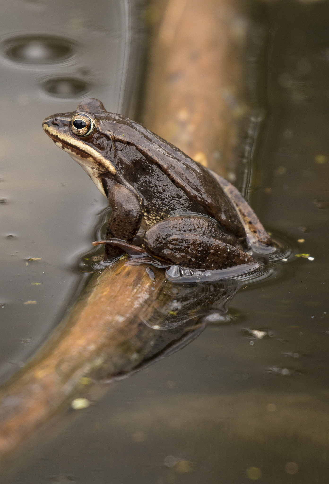 Nikon AF-S Nikkor 200-500mm F5.6E ED VR sample photo. Wood frog photography