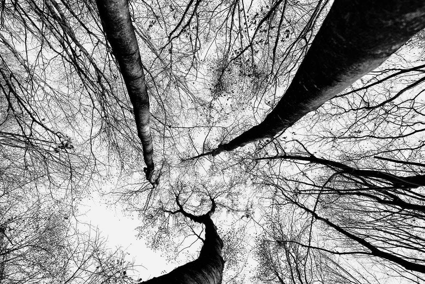 ZEISS Batis 25mm F2 sample photo. Trees ii photography