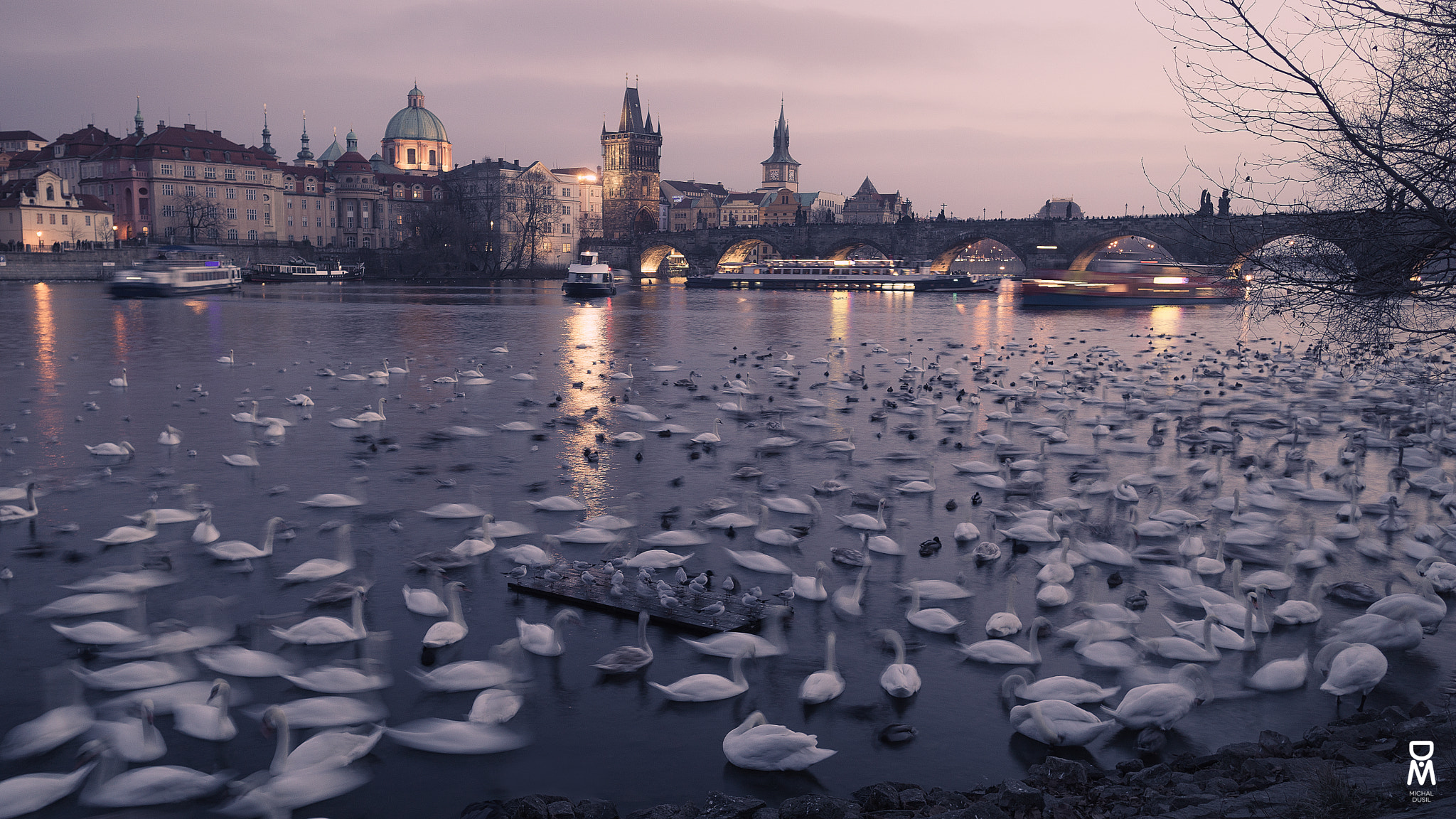 Sony a6000 + Sigma 19mm F2.8 EX DN sample photo. Swans on the vltava river (prague) photography