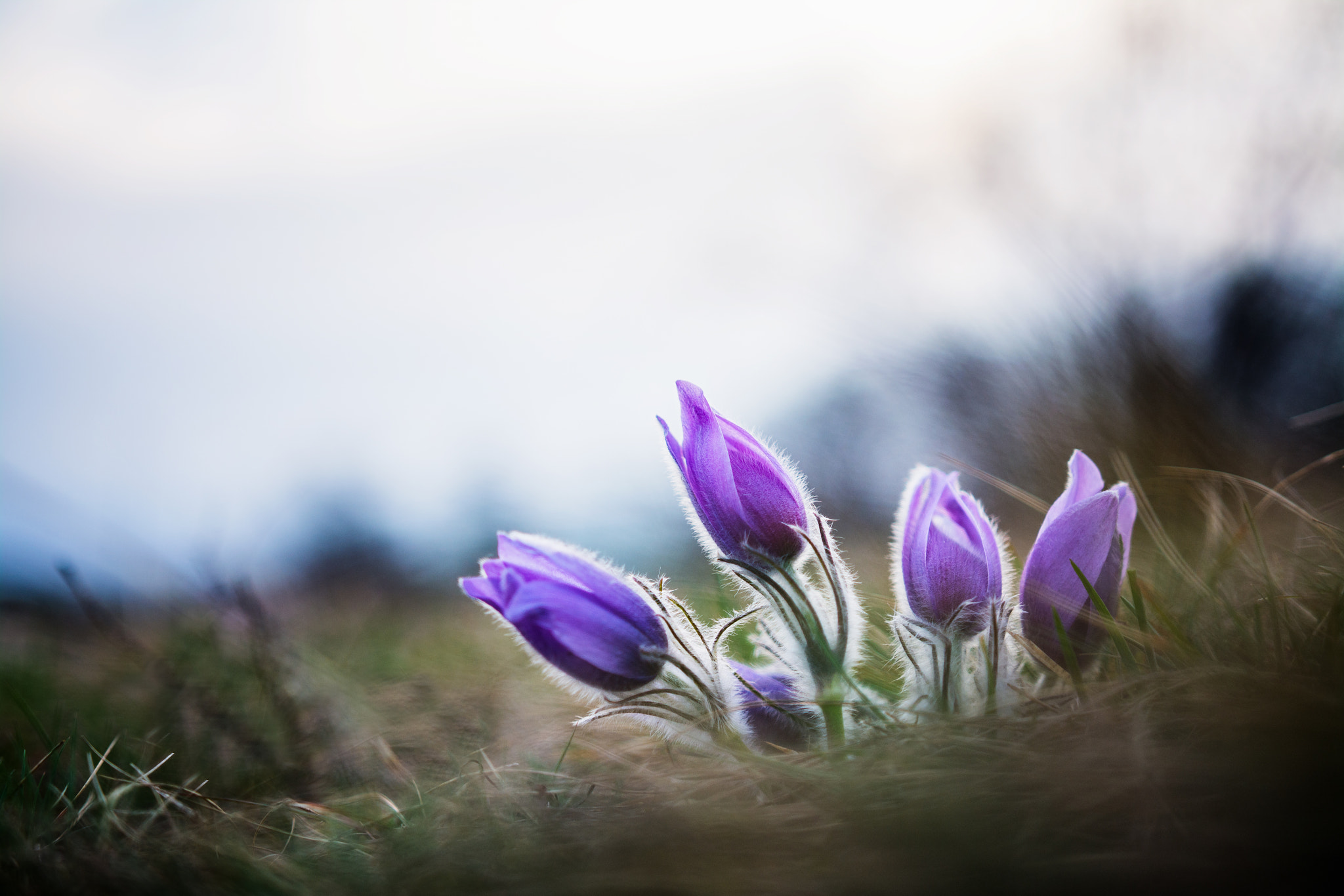 Nikon D7100 + Sigma 18-35mm F1.8 DC HSM Art sample photo. Pulsatilla photography